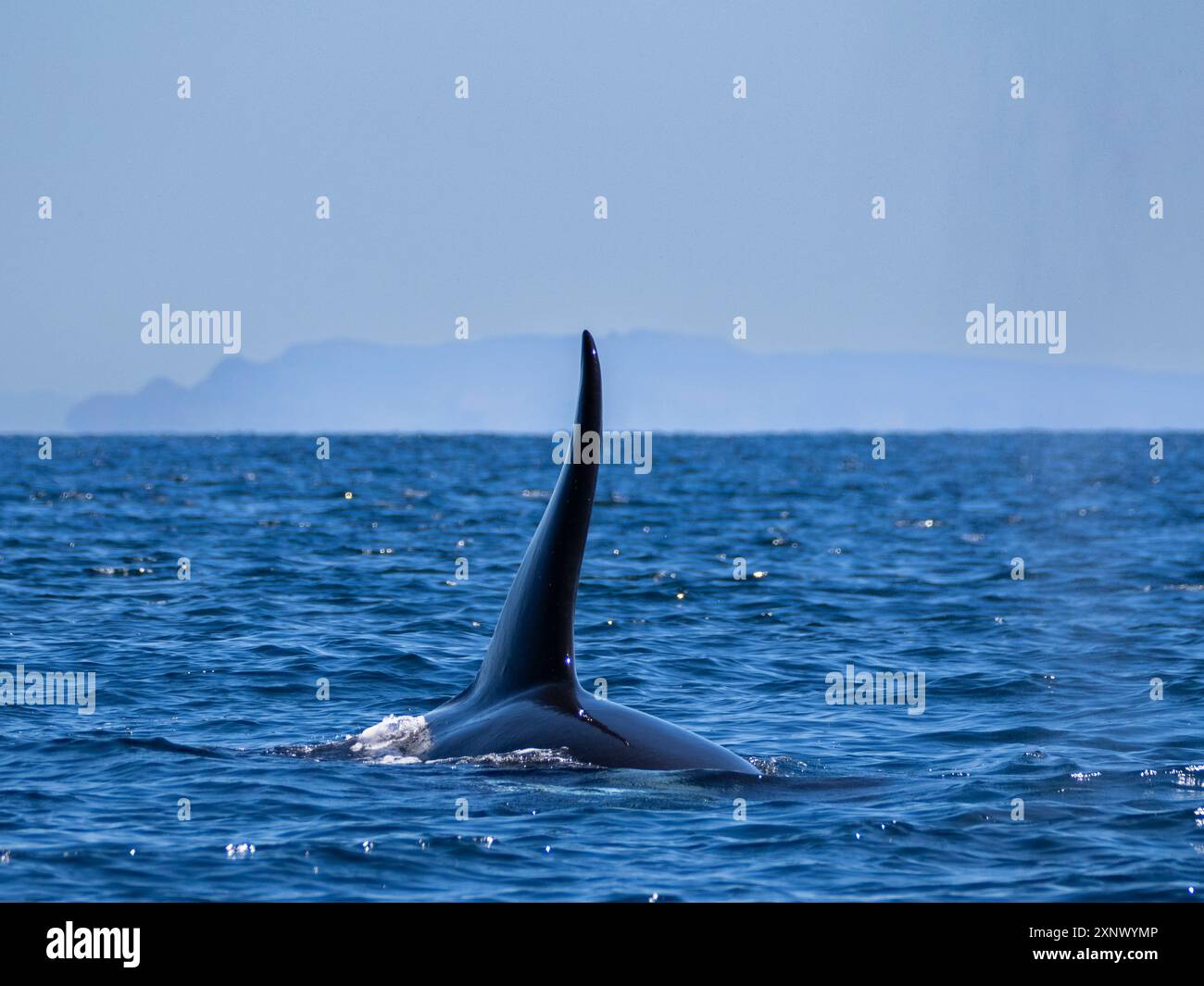 Killerwal (Orcinus Orca), vor Punta Colorada, Isla San Jose, Baja California Sur, Mexiko, Nordamerika Stockfoto