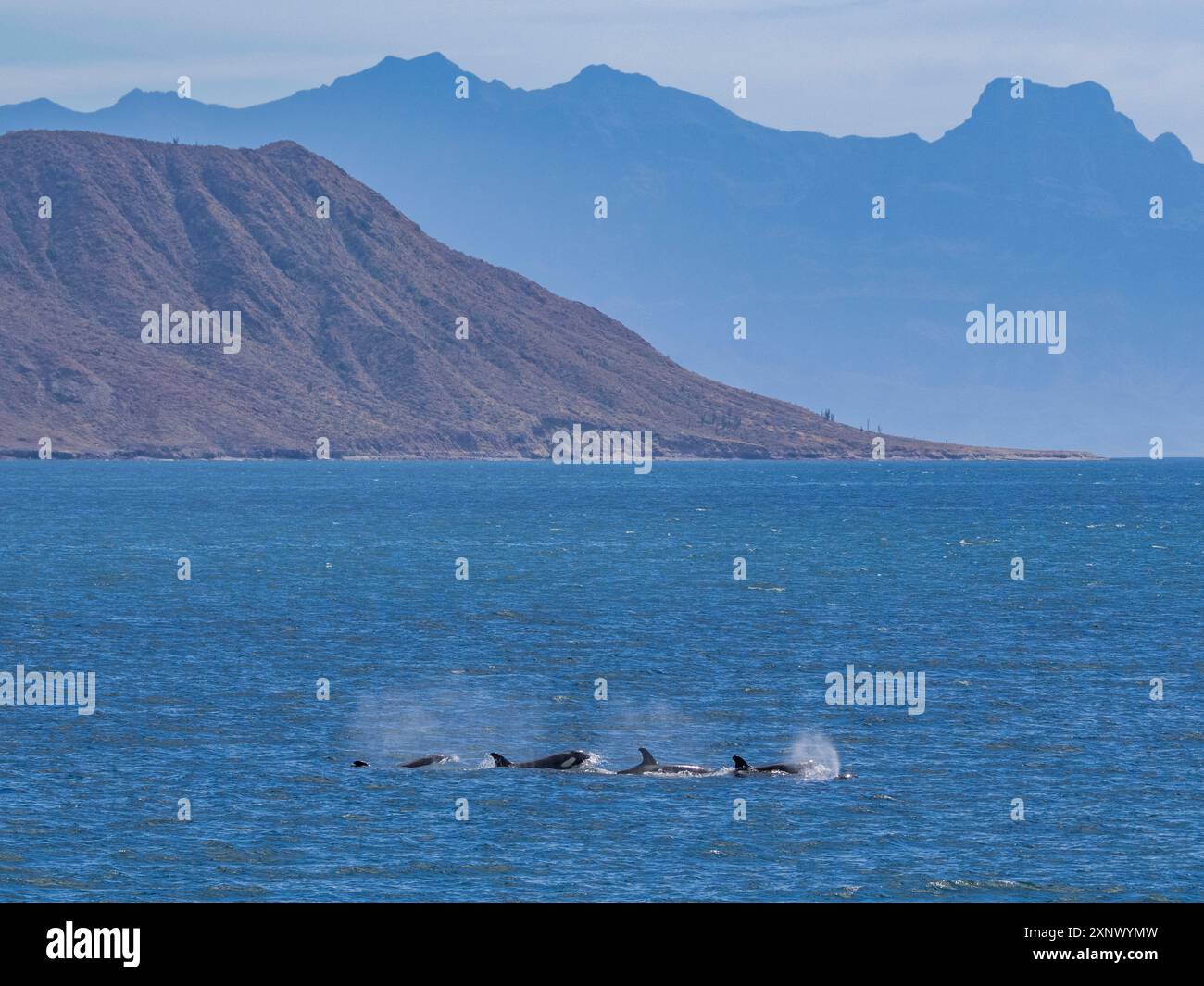 Killerwale (Orcinus Orca), vor Isla Carmen, Baja California Sur, Mexiko, Nordamerika Stockfoto