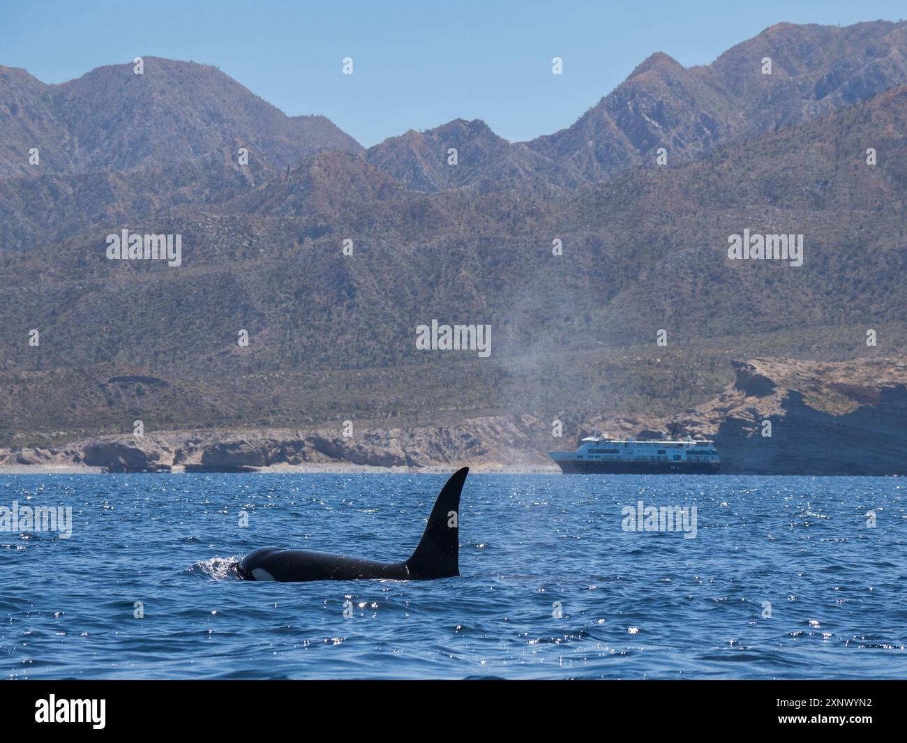 Killerwal (Orcinus Orca), vor Punta Colorada, Isla San Jose, Baja California Sur, Mexiko, Nordamerika Stockfoto