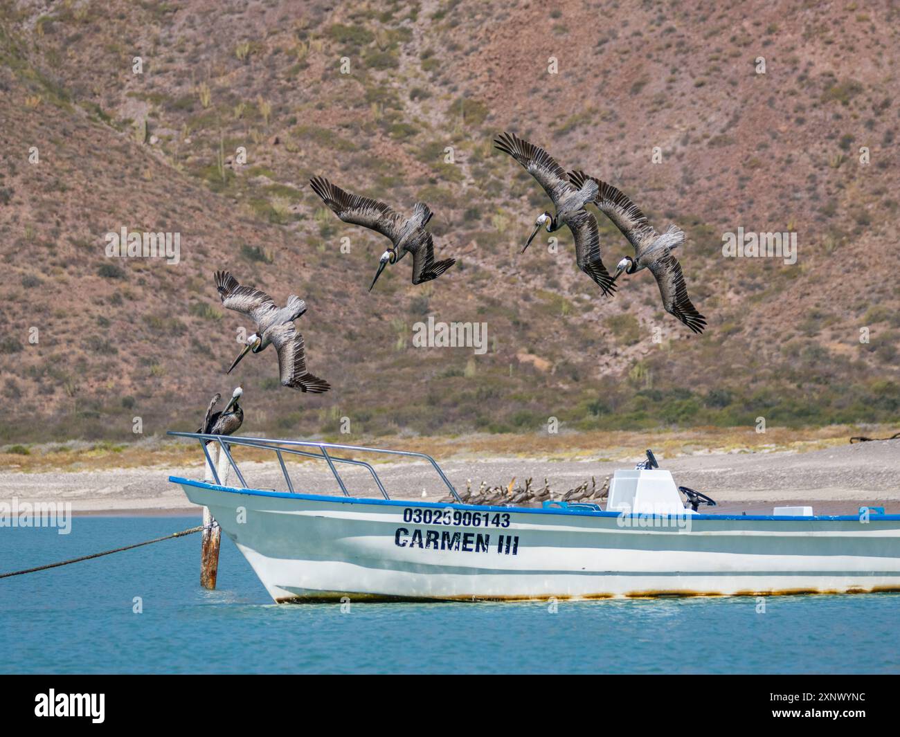 Erwachsene braune Pelikane (Pelecanus occidentalis), Tauchtauchen für Fische, Isla Carmen, Baja California Sur, Mexiko, Nordamerika Stockfoto