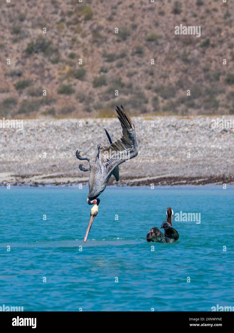 Erwachsene braune Pelikane (Pelecanus occidentalis), Tauchtauchen für Fische, Isla Carmen, Baja California Sur, Mexiko, Nordamerika Stockfoto