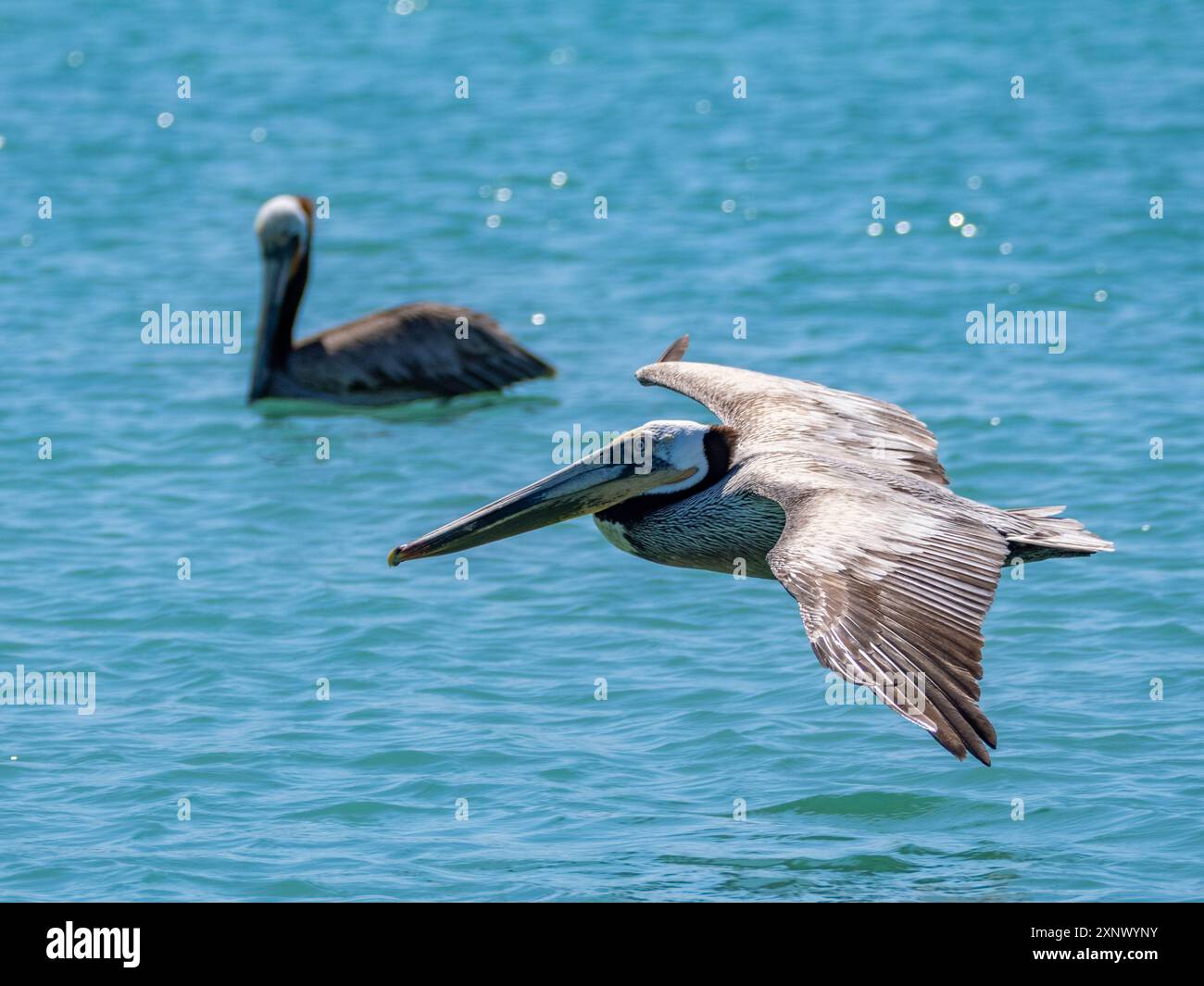 Erwachsene braune Pelikane (Pelecanus occidentalis), Tauchtauchen für Fische, Isla Carmen, Baja California Sur, Mexiko, Nordamerika Stockfoto