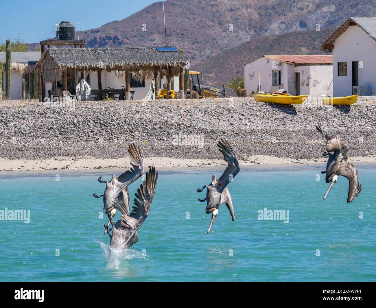 Erwachsene braune Pelikane (Pelecanus occidentalis), Tauchtauchen für Fische, Isla Carmen, Baja California Sur, Mexiko, Nordamerika Stockfoto