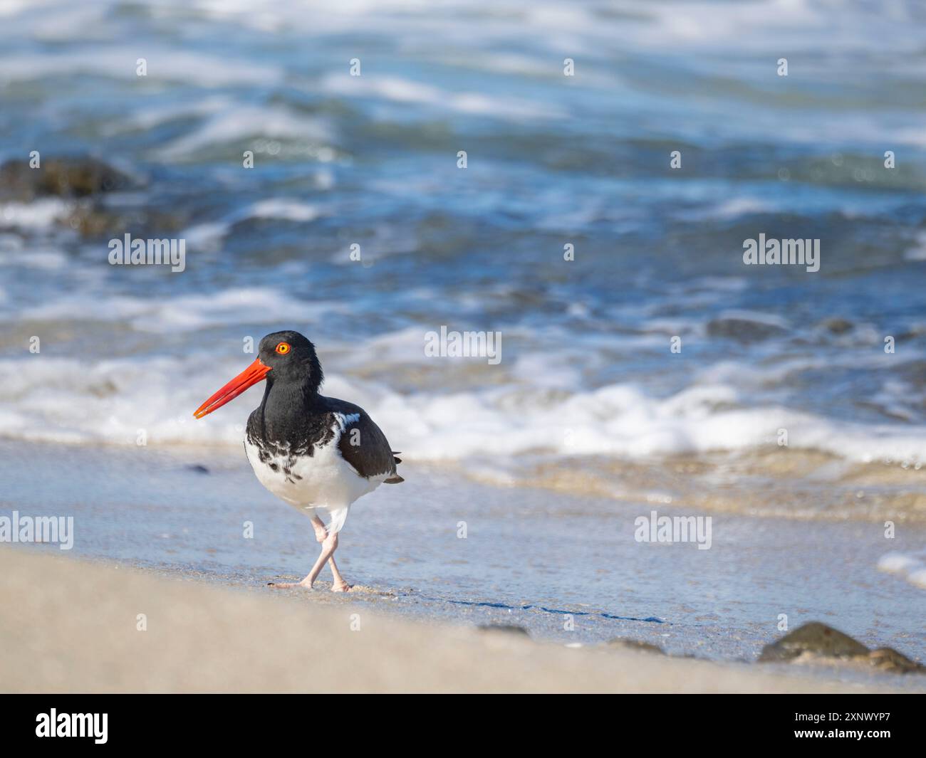 Amerikanischer Austernfänger (Haematopus palliatus), auf Isla Espiritu Santo, Baja California Sur, Meer von Cortez, Mexiko, Nordamerika Stockfoto