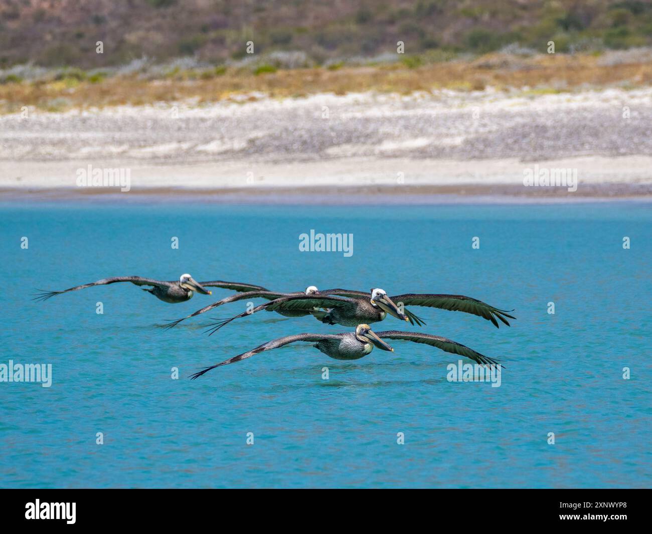 Adulte braune Pelikane (Pelecanus occidentalis), in Formation fliegend, Isla Carmen, Baja California Sur, Mexiko, Nordamerika Stockfoto