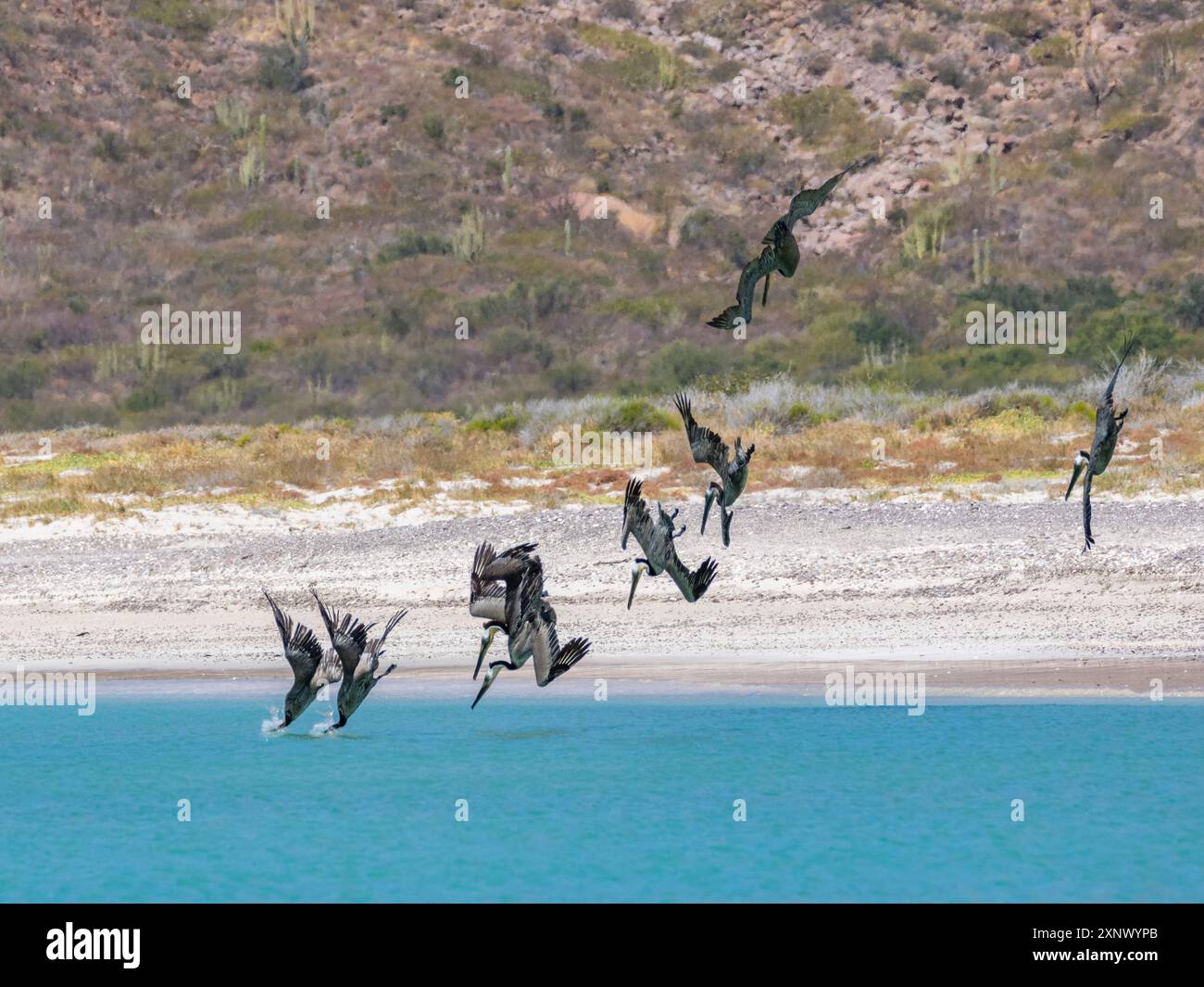 Erwachsene braune Pelikane (Pelecanus occidentalis), Tauchtauchen für Fische, Isla Carmen, Baja California Sur, Mexiko, Nordamerika Stockfoto