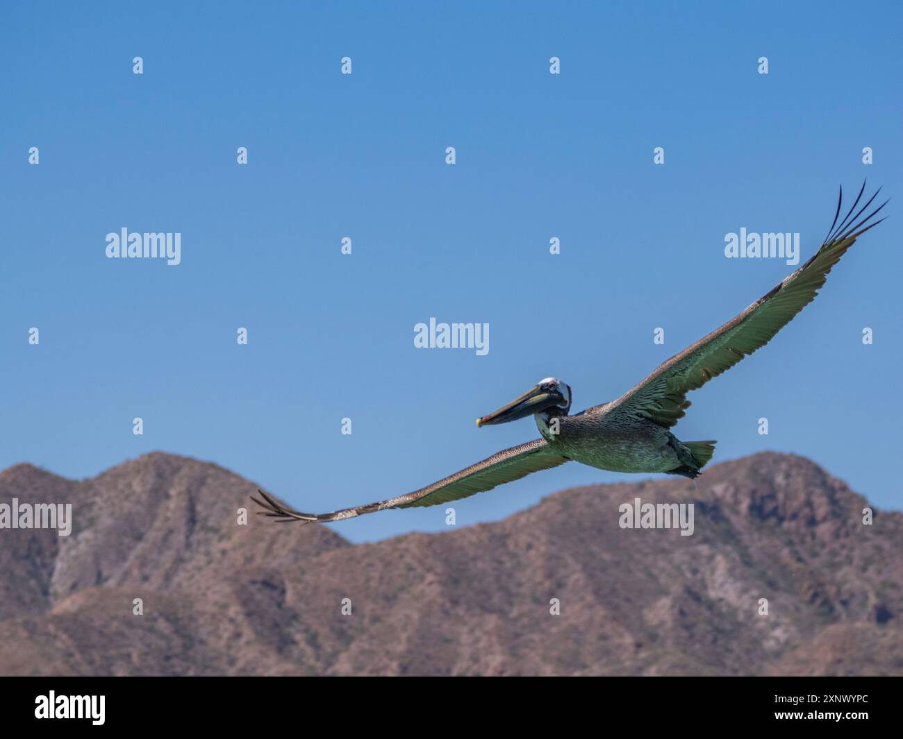 Erwachsener brauner Pelikan (Pelecanus occidentalis), Tauchtauchen für Fische, Isla Carmen, Baja California Sur, Mexiko, Nordamerika Stockfoto