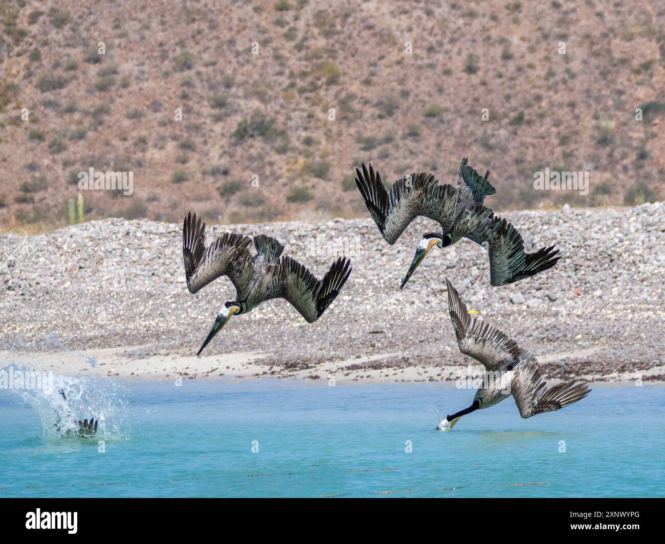 Erwachsene braune Pelikane (Pelecanus occidentalis), Tauchtauchen für Fische, Isla Carmen, Baja California Sur, Mexiko, Nordamerika Stockfoto