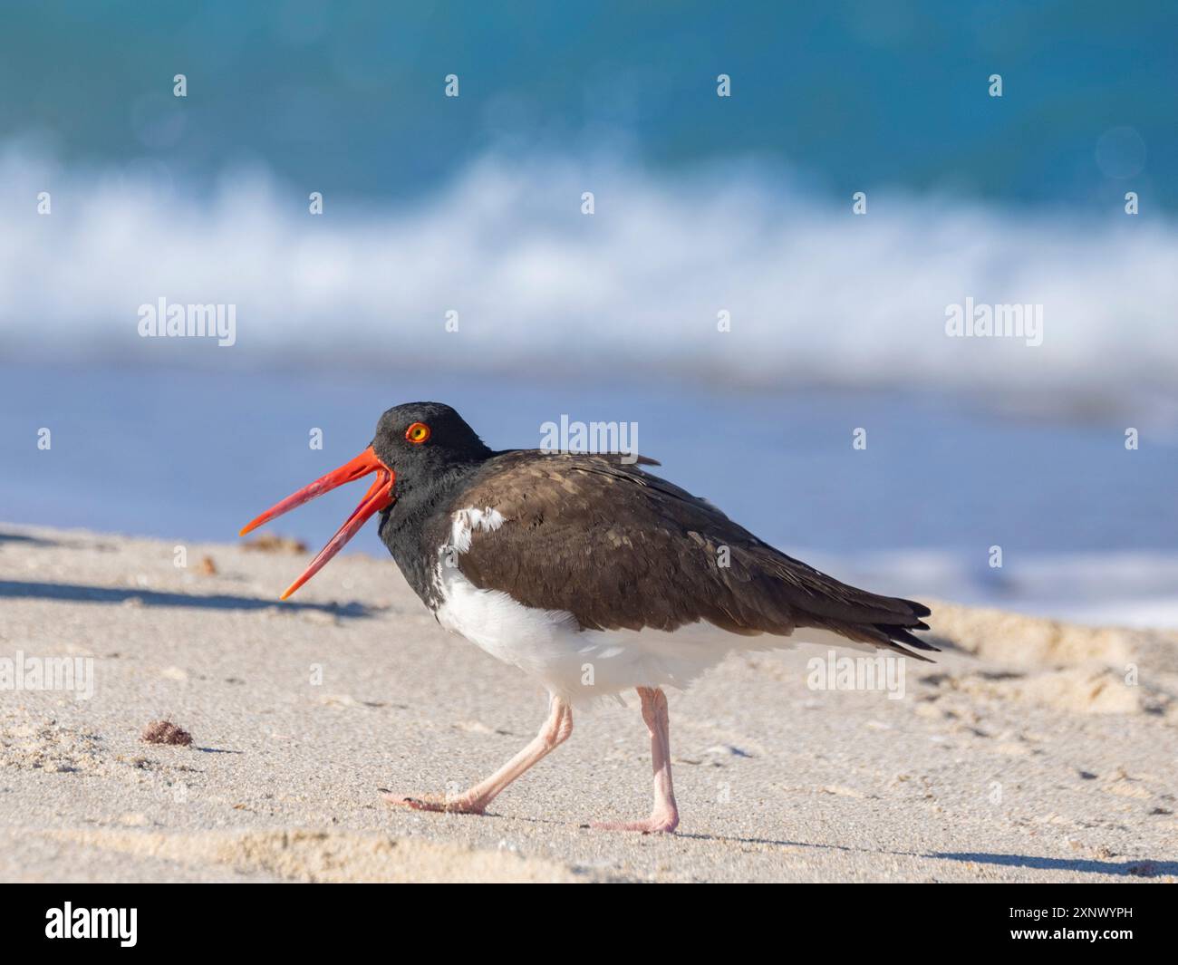 Amerikanischer Austernfänger (Haematopus palliatus), auf Isla Espiritu Santo, Baja California Sur, Meer von Cortez, Mexiko, Nordamerika Stockfoto