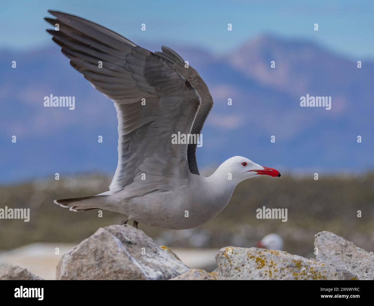 Heermanns Möwe (Larus heermanni), in der Brutkolonie Isla Rasa, Baja California, Meer von Cortez, Mexiko, Nordanerica Stockfoto