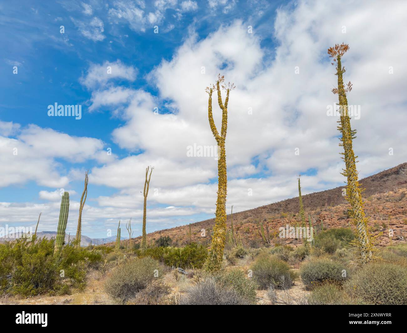 Boojum Tree (Fouquieria columnaris), etwas außerhalb der Bahia de los Angeles, Baja California, Meer von Cortez, Mexiko, Nordamerika Stockfoto