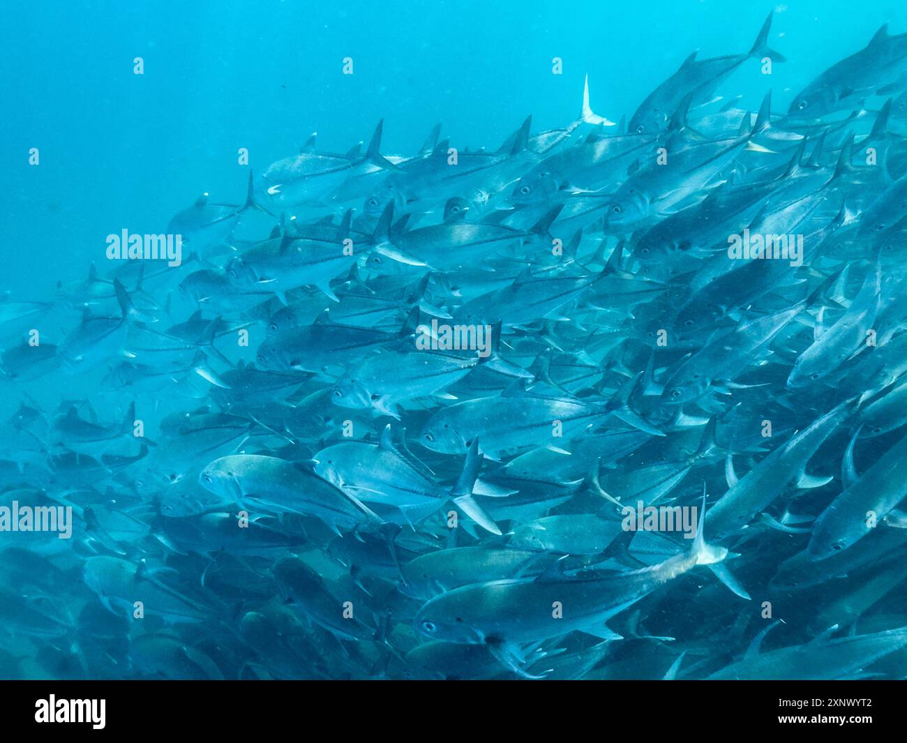 Bigeye Trevally (Caranx sexfasciatus), Schulbesuch im Cabo Pulmo National Marine Park, Baja California Sur, Mexiko, Nordamerika Stockfoto