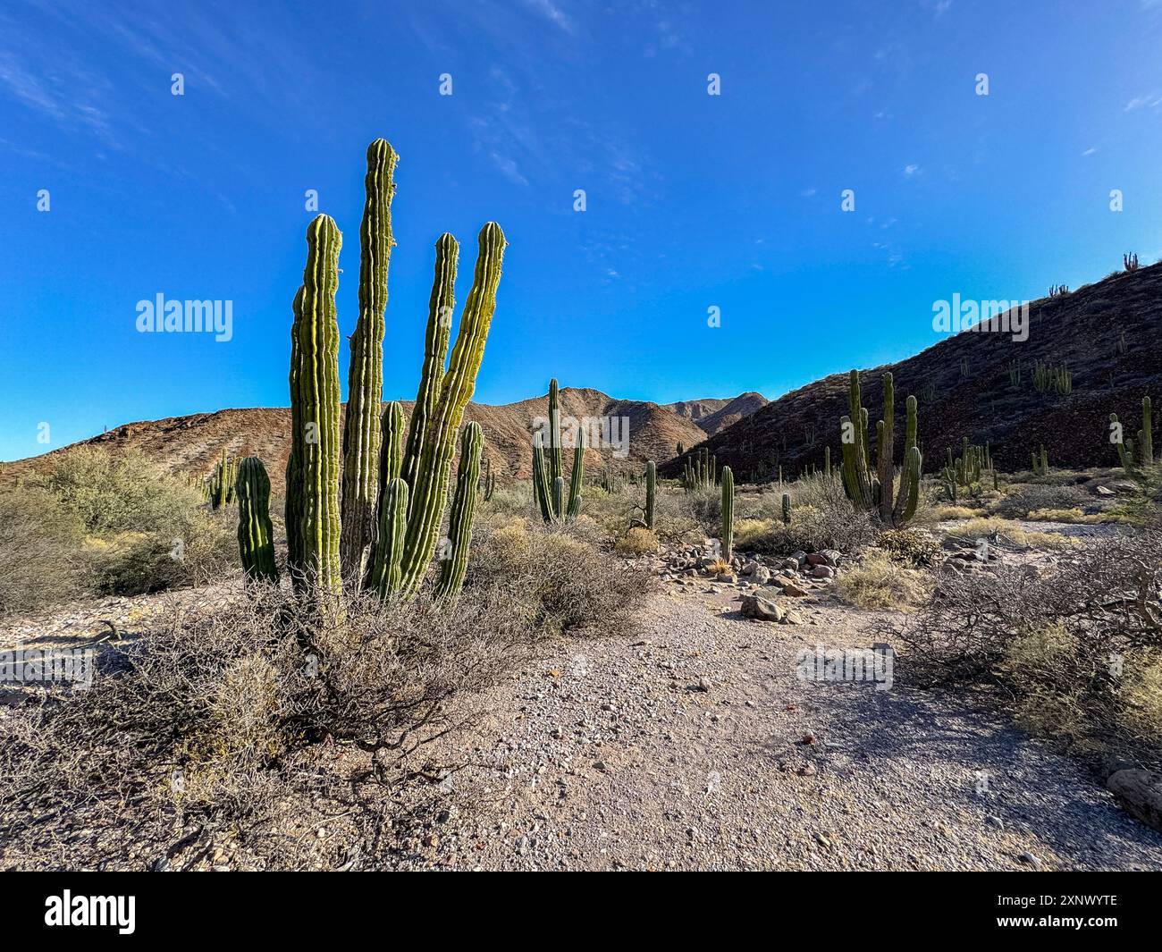Mexikanischer Riese cardon (Pachycereus pringlei), auf Isla San Esteban, Baja California, Meer von Cortez, Mexiko, Nordamerika Stockfoto