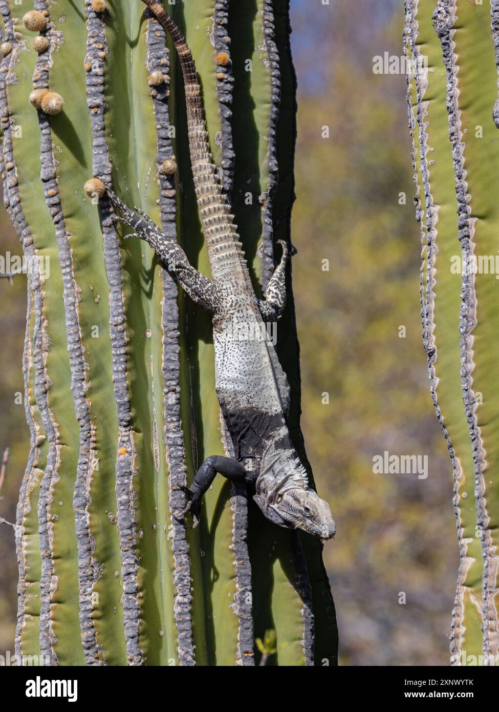 Adulter San Esteban Stachelschwanzleguan (Ctenosaura conspicuosa), endemisch auf Isla San Esteban, Baja California, Mexiko, Nordamerika Stockfoto
