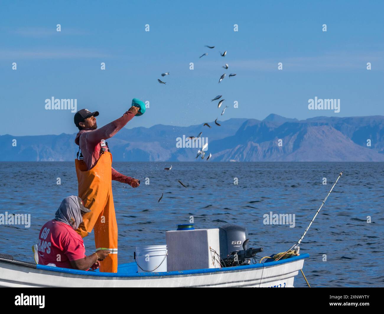 Ein Fischer verbreitet Köder in der Nähe von Los Gatos, Baja California Sur, dem Cortez-Meer, Mexiko, Nordamerika Stockfoto
