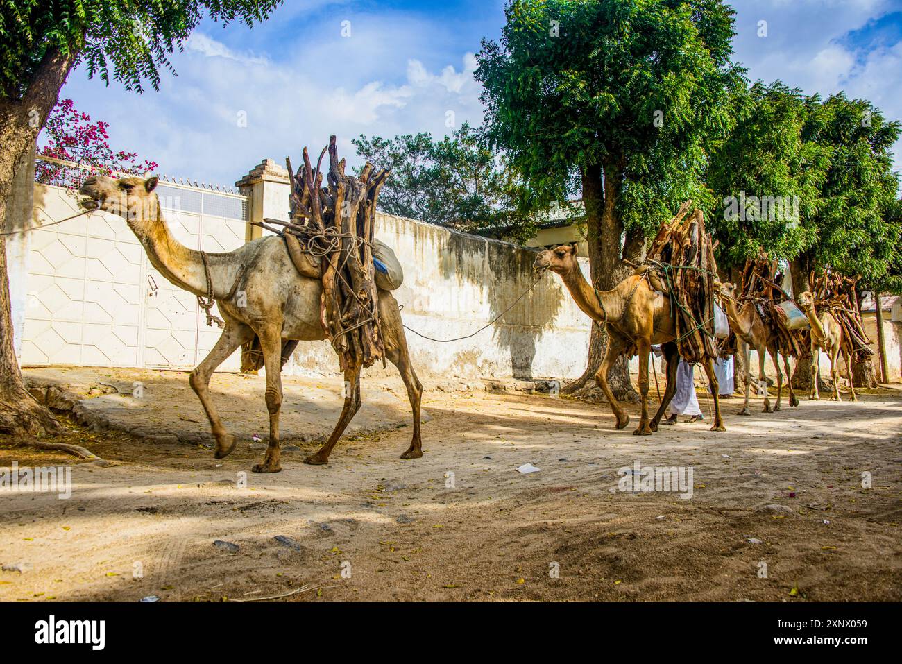 Kamel-Karawane Wandern mit Brennholz durch Keren, Eritrea, Afrika Stockfoto