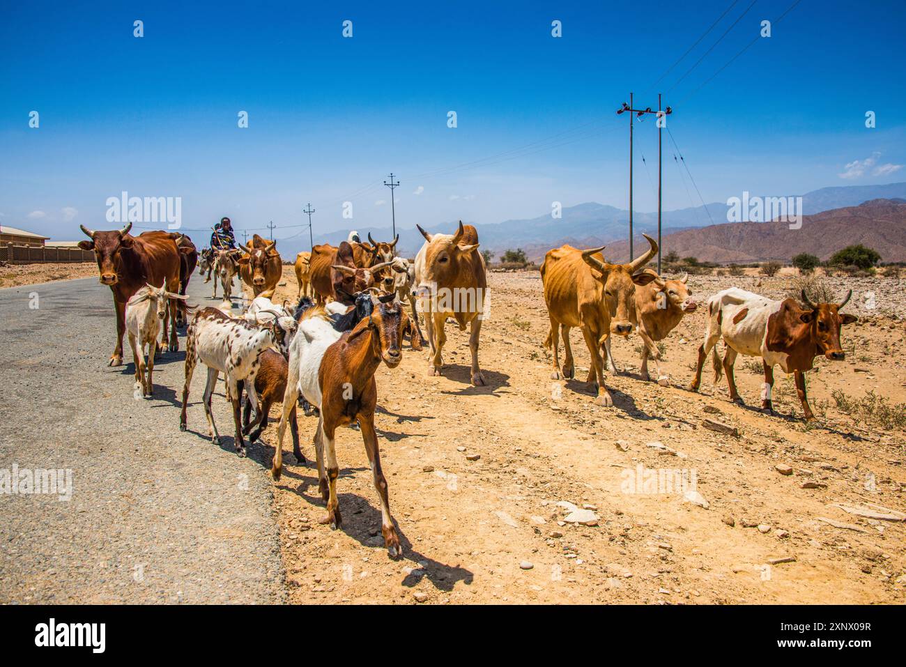 Herden von Tieren, die zu Fuß in den Tiefländern von Eritrea, Afrika Stockfoto