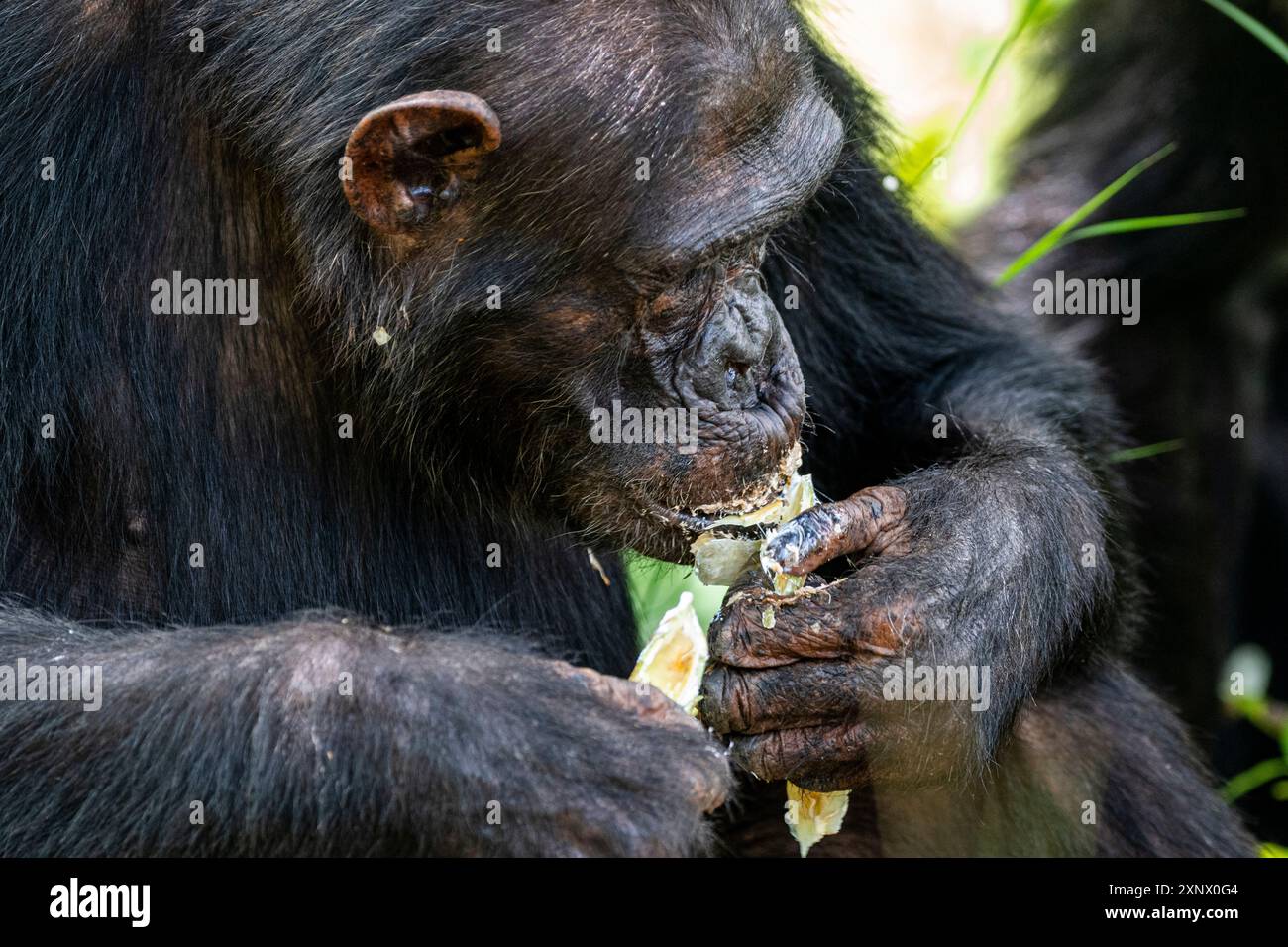 Schimpansen (Pan troglodytes), Gombe Stream Nationalpark, Tanganjikasee, Tansania, Ostafrika, Afrika Stockfoto