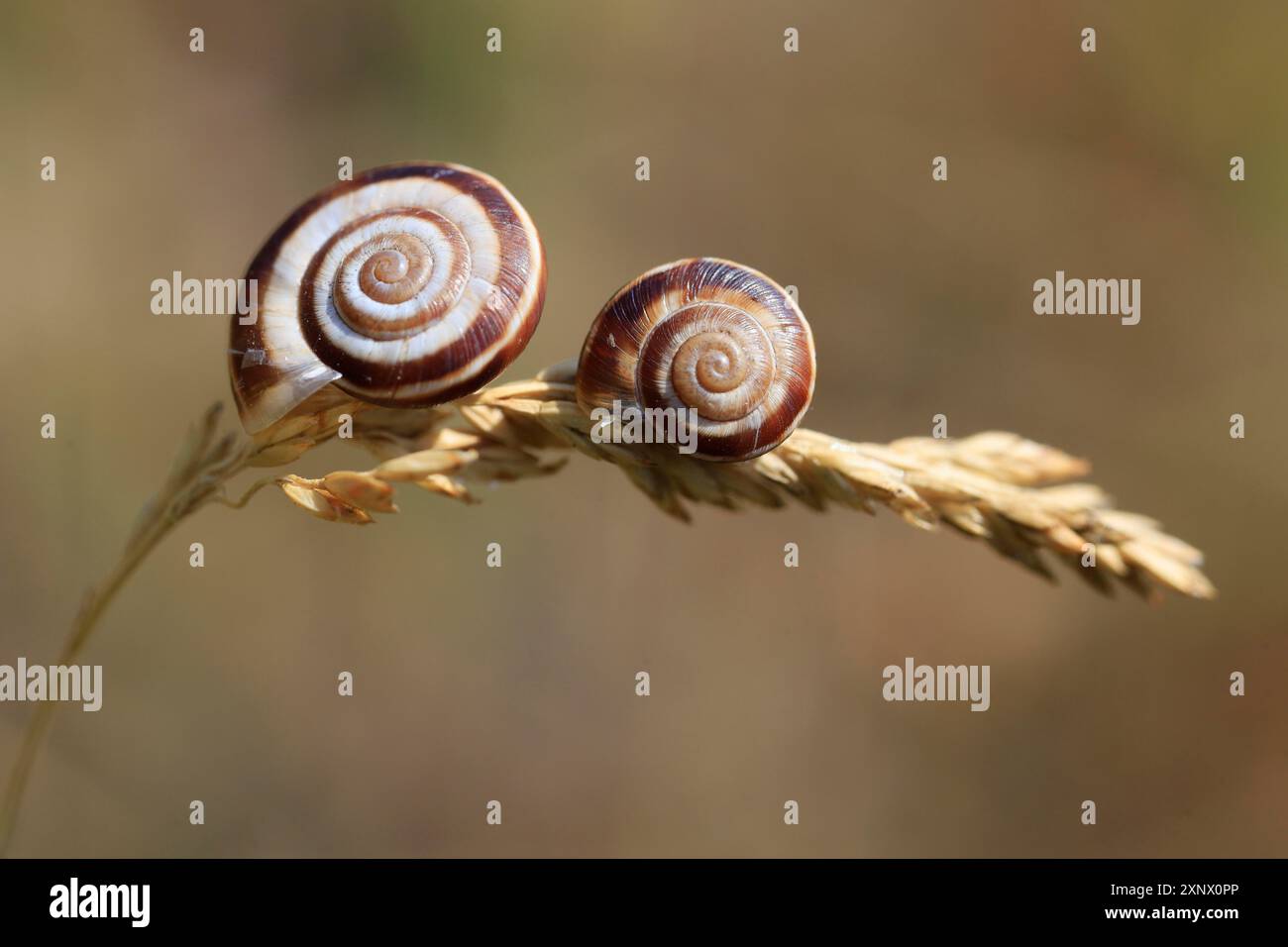 Charmante kleine Schnecke, Juli, Deutschland Stockfoto