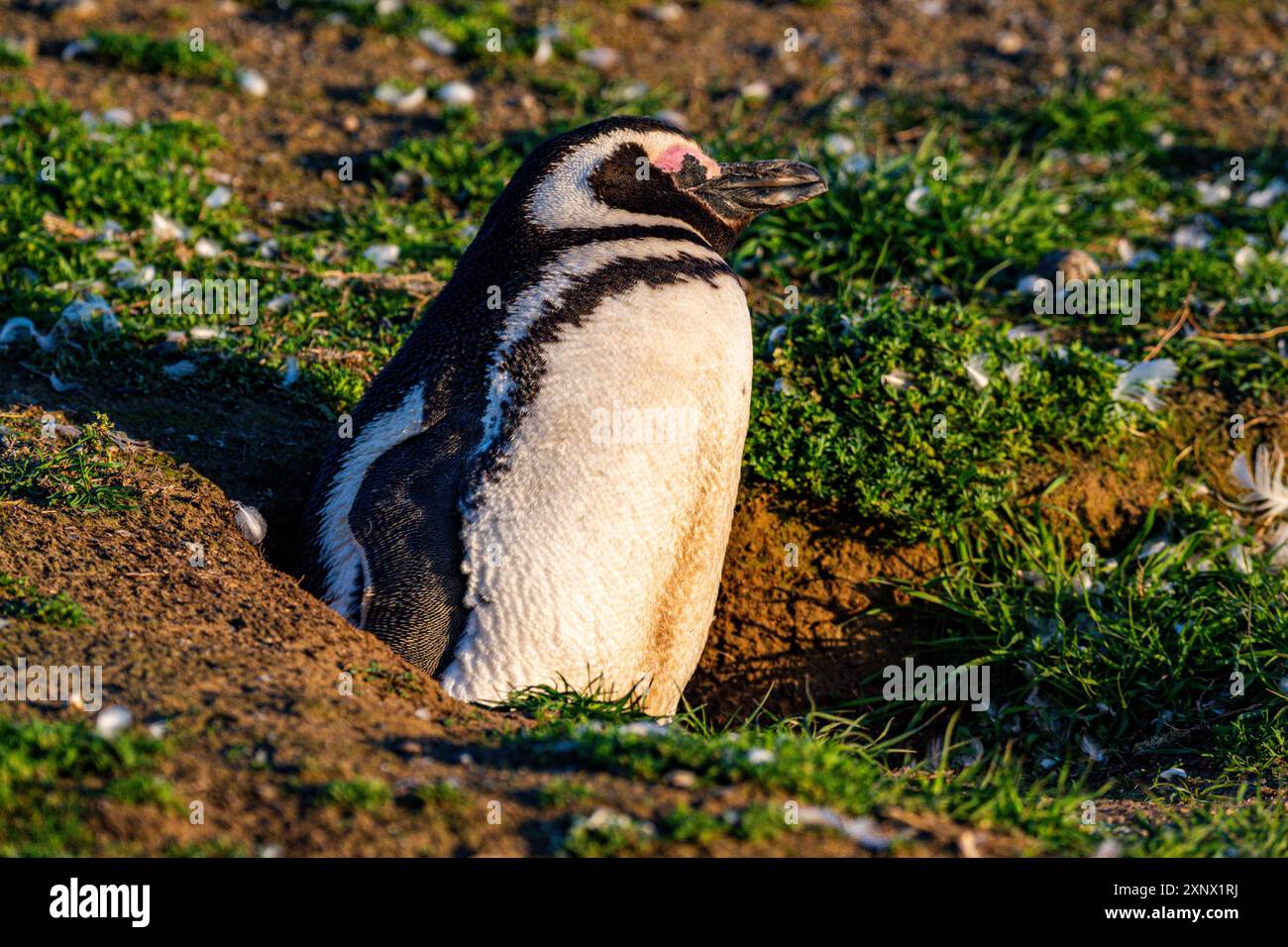 Magdalena Island, Magallanes Region, Punta Arenas, Chile, Südamerika Stockfoto
