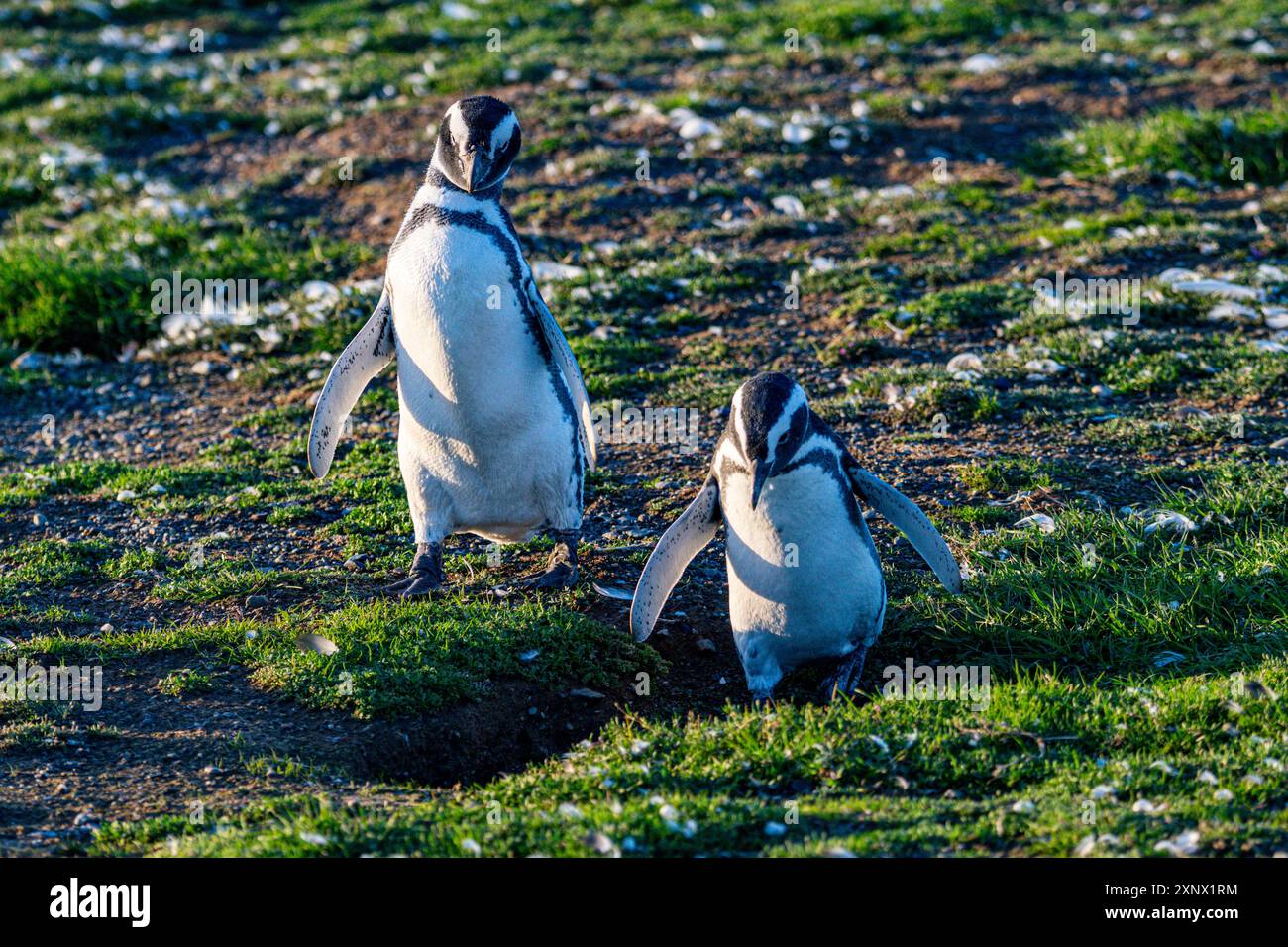 Magdalena Island, Magallanes Region, Punta Arenas, Chile, Südamerika Stockfoto
