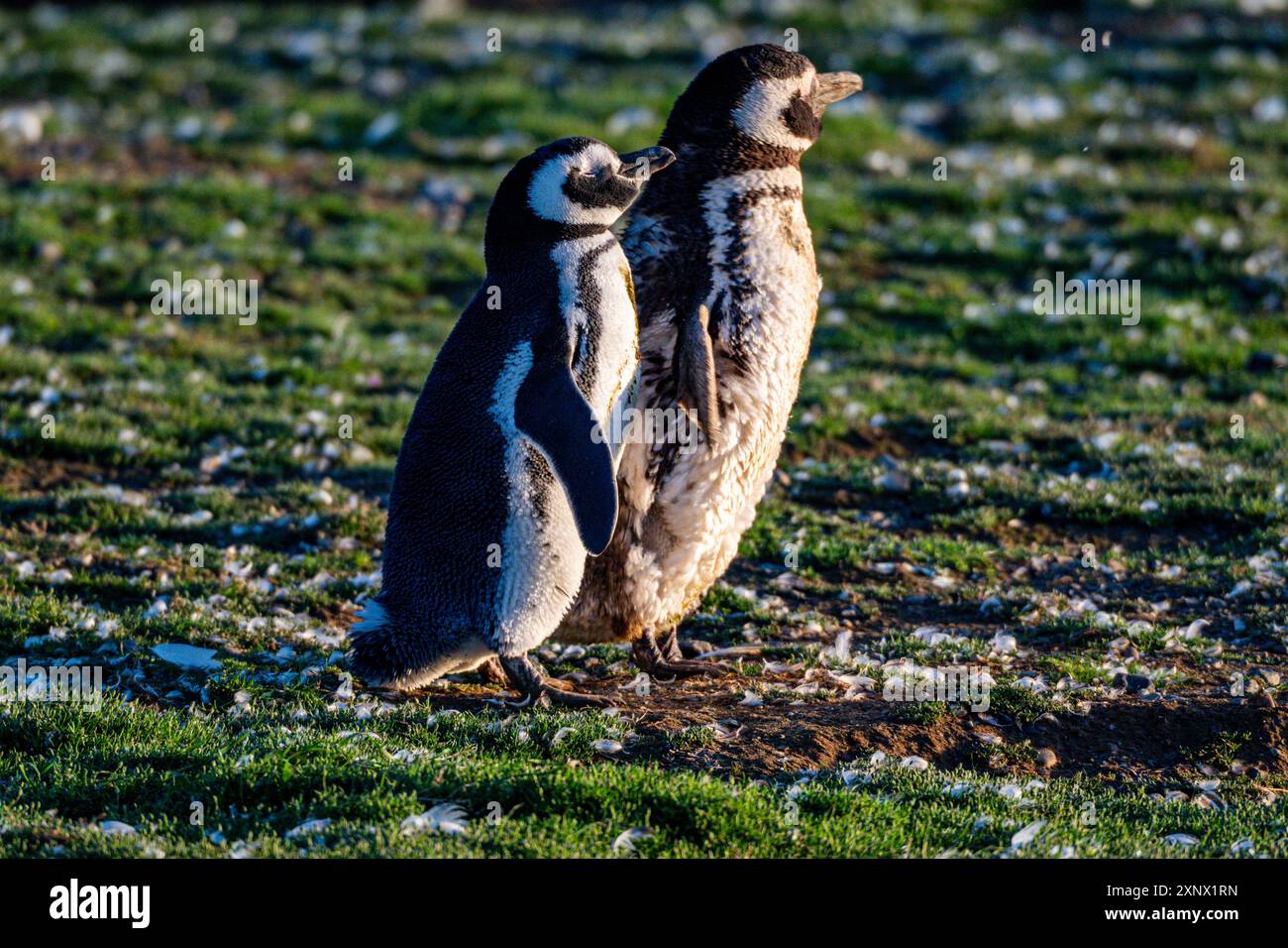 Magdalena Island, Magallanes Region, Punta Arenas, Chile, Südamerika Stockfoto