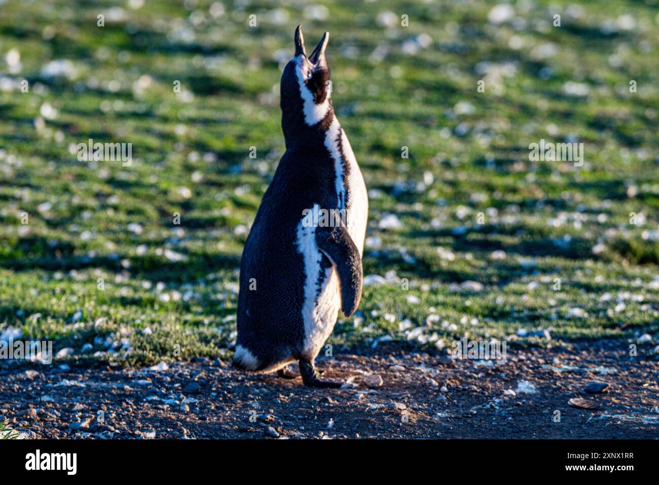 Magdalena Island, Magallanes Region, Punta Arenas, Chile, Südamerika Stockfoto