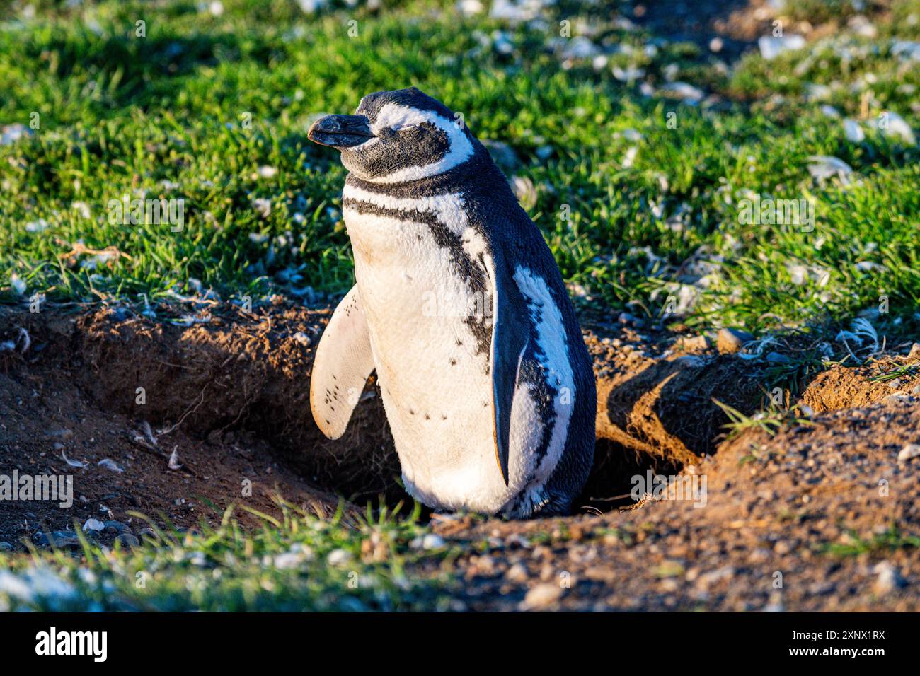Magdalena Island, Magallanes Region, Punta Arenas, Chile, Südamerika Stockfoto