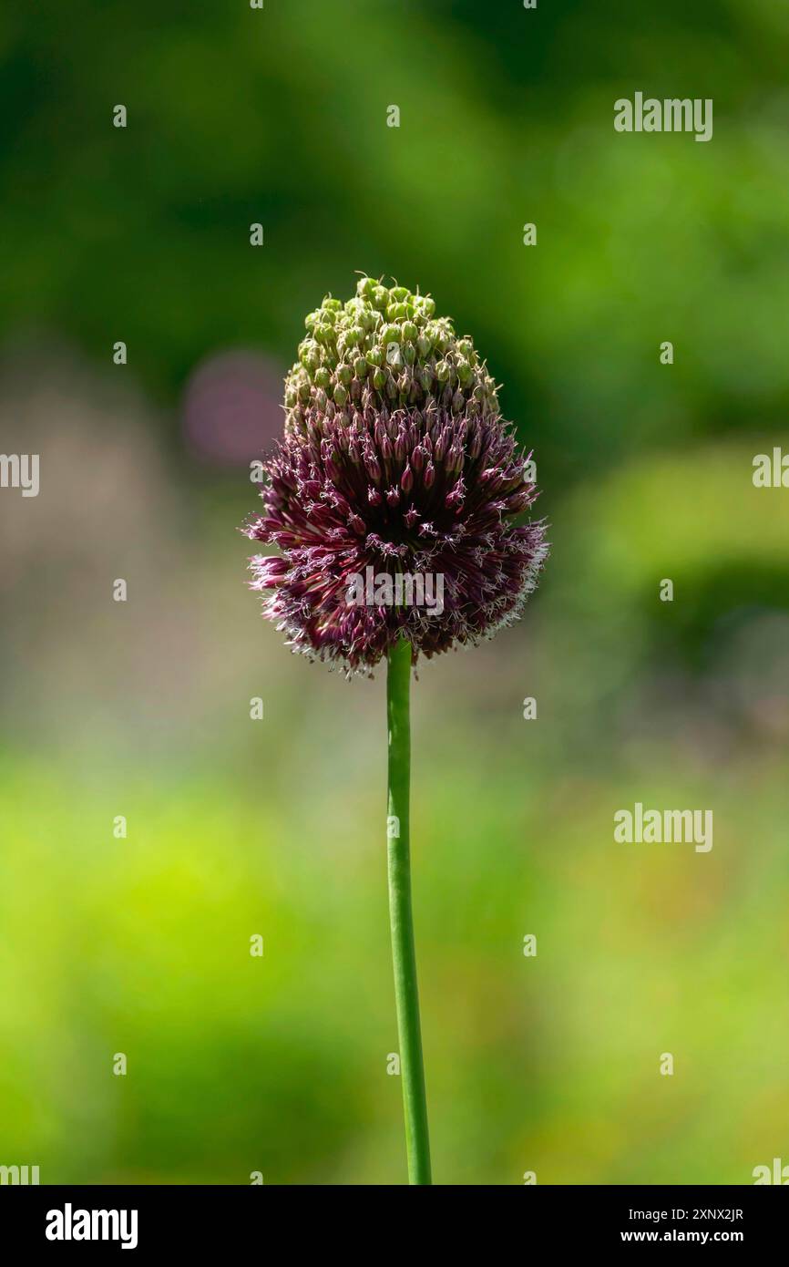 Zierlauchs, Allium amethystinum, Münsterland, Nordrhein-Westfalen, Deutschland Stockfoto