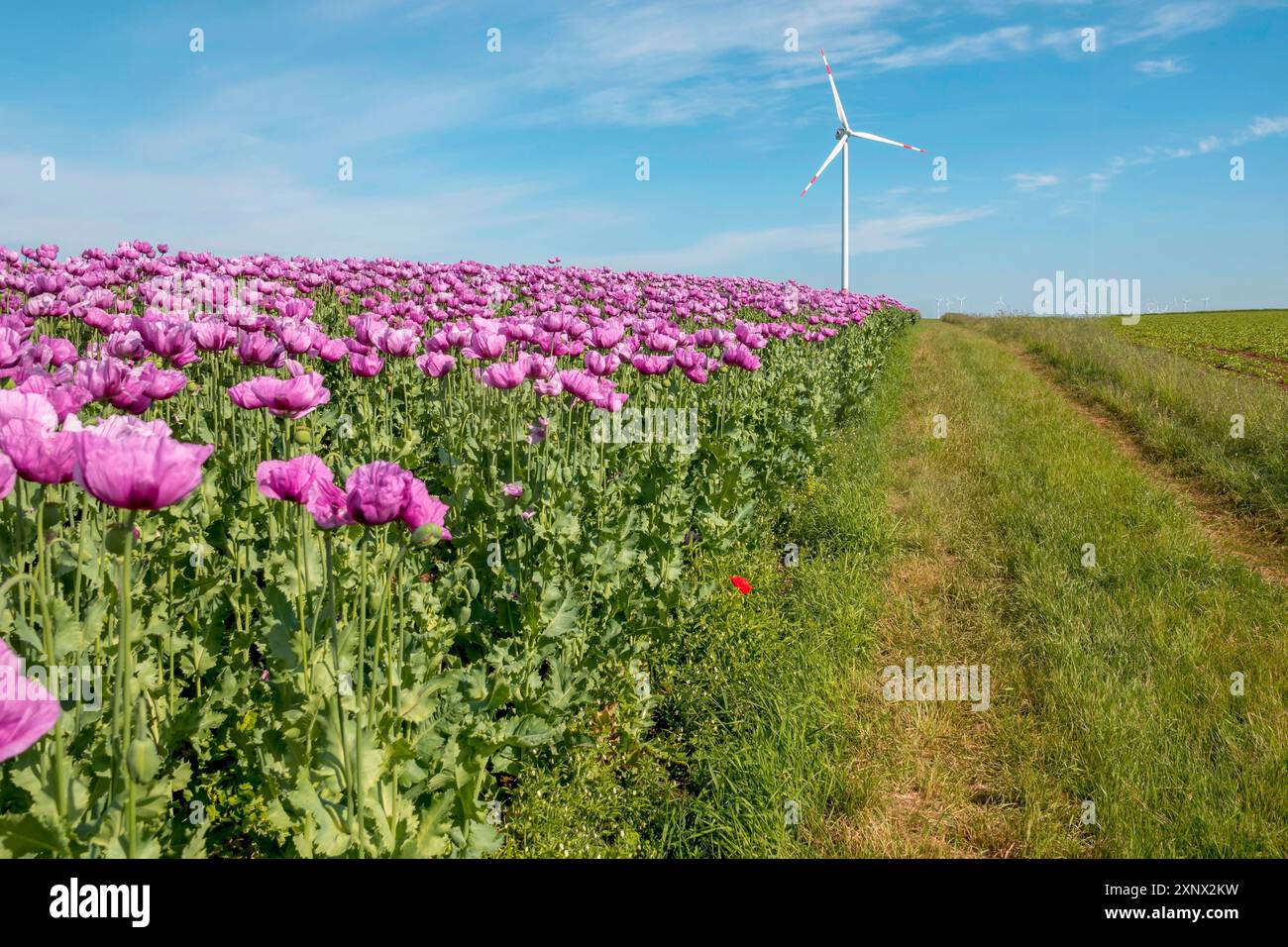 Opiummohn (Papaver somniferum), Anbau von Speisemohn, Mohnfeld, Donnersbergkreis, Pfalz, Rheinland-Pfalz Stockfoto