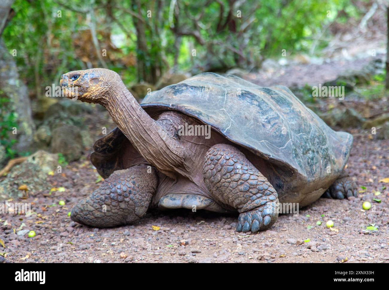 Galapagos Riesenschildkröte (Chelonoidis chathamensis), kann über 100 Jahre leben, Insel San Cristobal, Galapagos, UNESCO, Ecuador, Südamerika Stockfoto