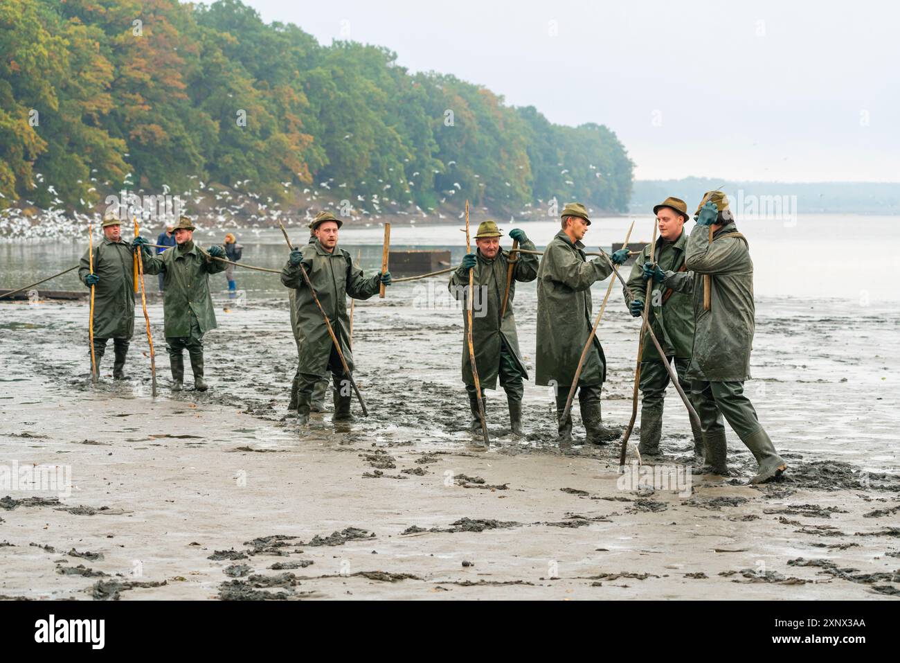 Fischer, die in Reihe stehen und bereit sind, während der Fischernte Seil zu ziehen, Rozmberk Teich, UNESCO, Trebon, Jindrichuv Hradec Bezirk, Tschechien Stockfoto