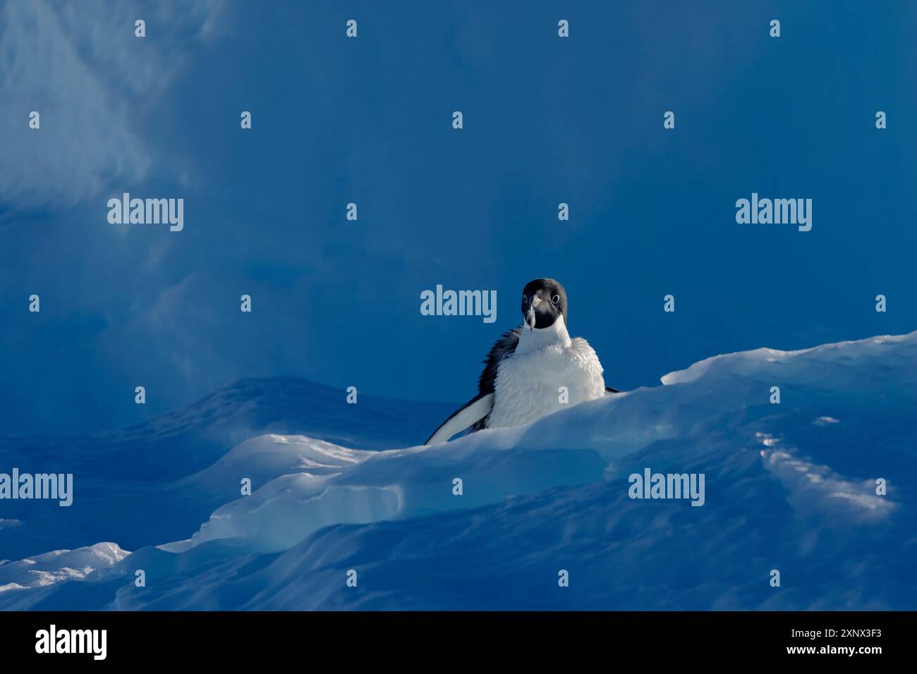 Adelie-Pinguin verliert Federn auf Eis, Antarktis, Polarregionen Stockfoto