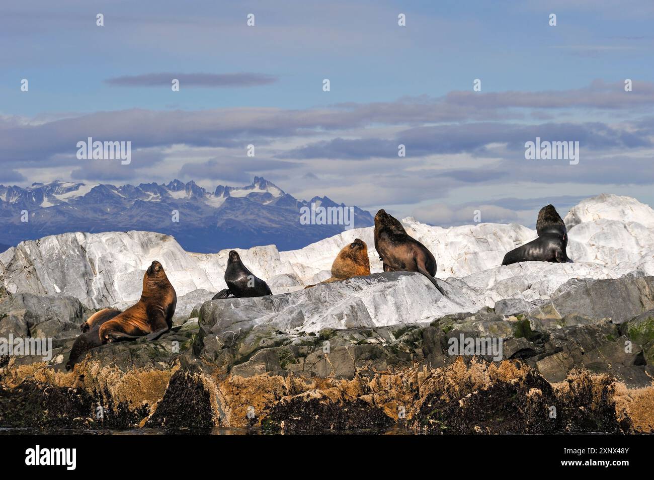 Seelöwen (Otaria flavescens) im Beagle-Kanal, Ushuaia, Feuerland, Patagonien, Argentinien, Südamerika Stockfoto