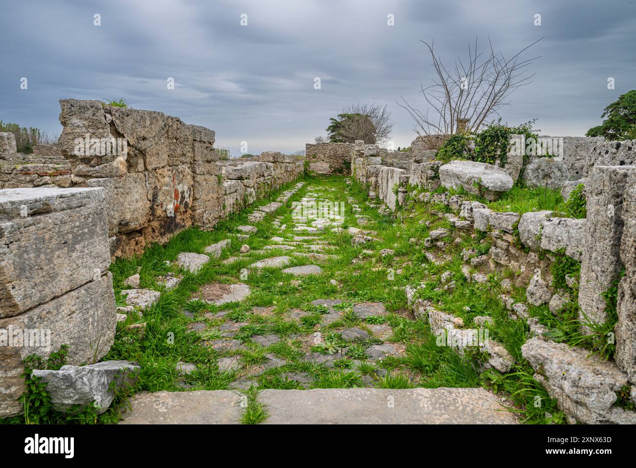 Die griechischen Tempel von Paestum, UNESCO-Weltkulturerbe, Kampanien, Italien, Europa Copyright: MichaelxRunkel 1184-12306 Stockfoto