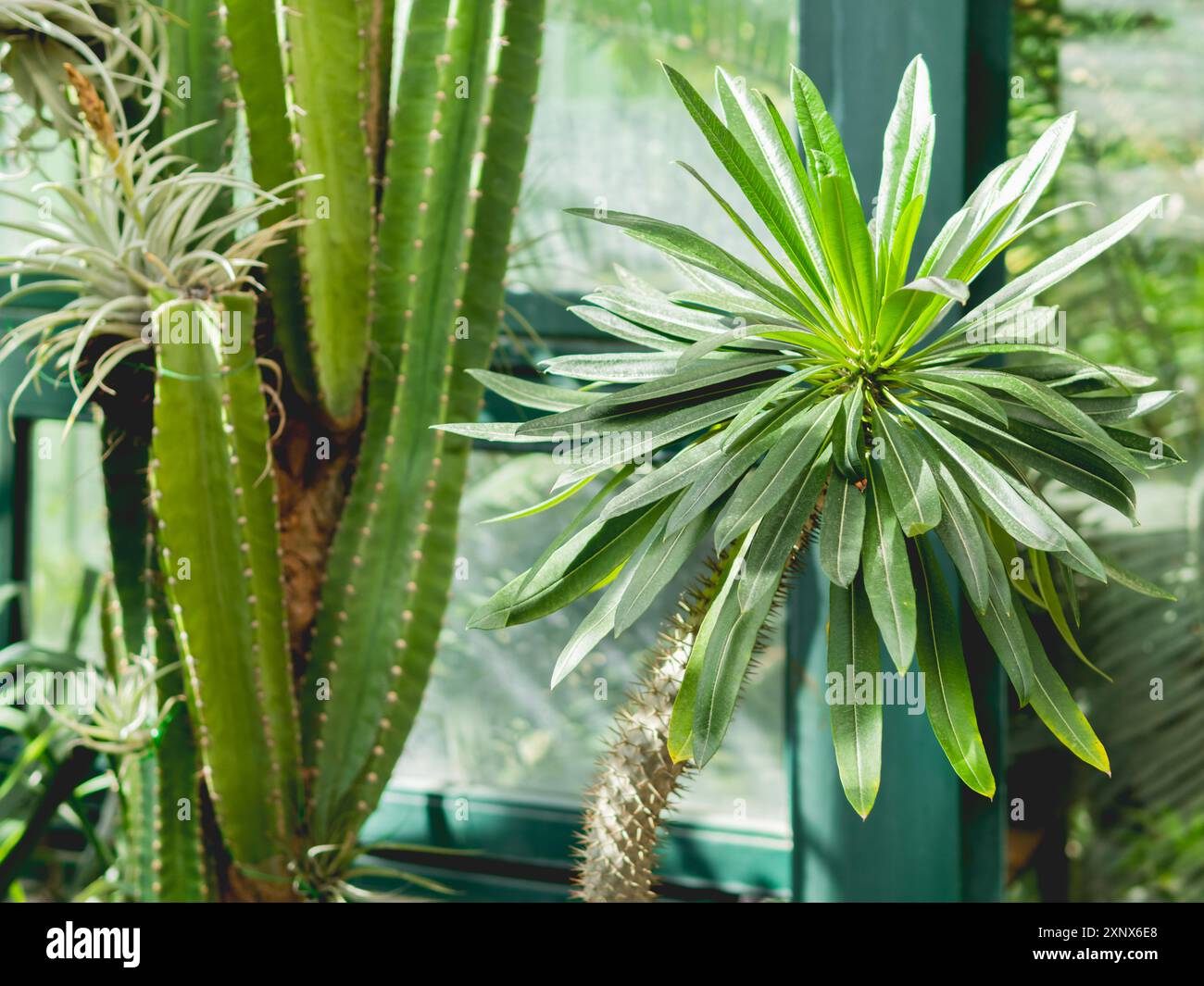 Pachypodium, saftige Pflanze mit Dornen und grnen Blttern. Zimmerpflanze  im Sonnenlicht. Exotische Pflanzen als friedliches Anti-Stress-Hobby  anbauen Stockfotografie - Alamy