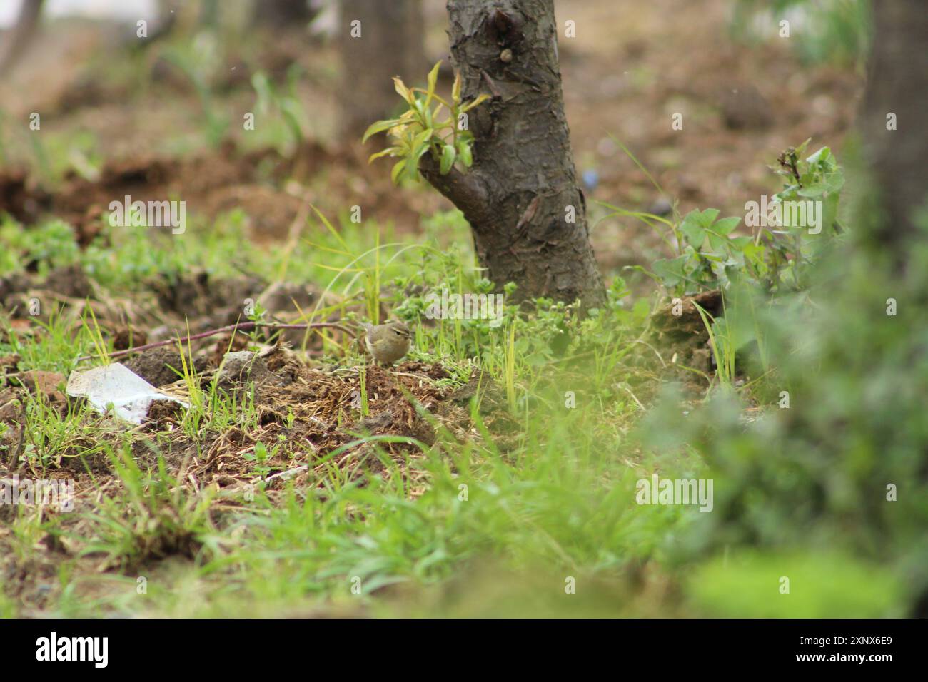 Getarnter gemeiner Chiffchaff (Phylloscopus collybita)-Vogel an Büschen. Vogel in der Natur. Stockfoto