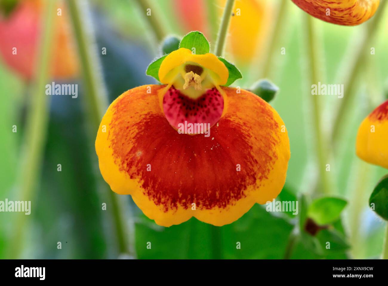 Slipper Blume (Calceolaria Hybride), blühend, Elllerstadt, Deutschland Stockfoto