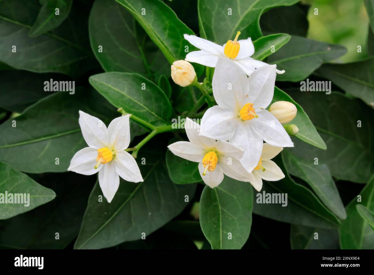 Solanum laxum (Solanum laxum), blühend, Blüte, Ellerstadt, Deutschland Stockfoto