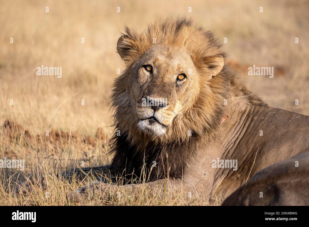 Löwe (Panthera leo), erwachsener Mann, liegt im trockenen Gras, Tierporträt, Khwai, Okavango Delta, Moremi Game Reserve, Botswana Stockfoto