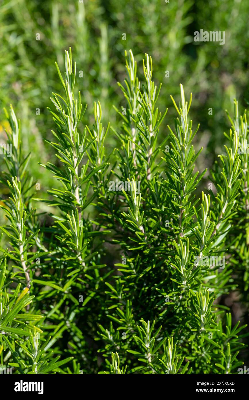 Rosmarin (Salvia rosmarinus) Blütezeit zwischen März und Mai, Kanton Thurgau, Schweiz Stockfoto