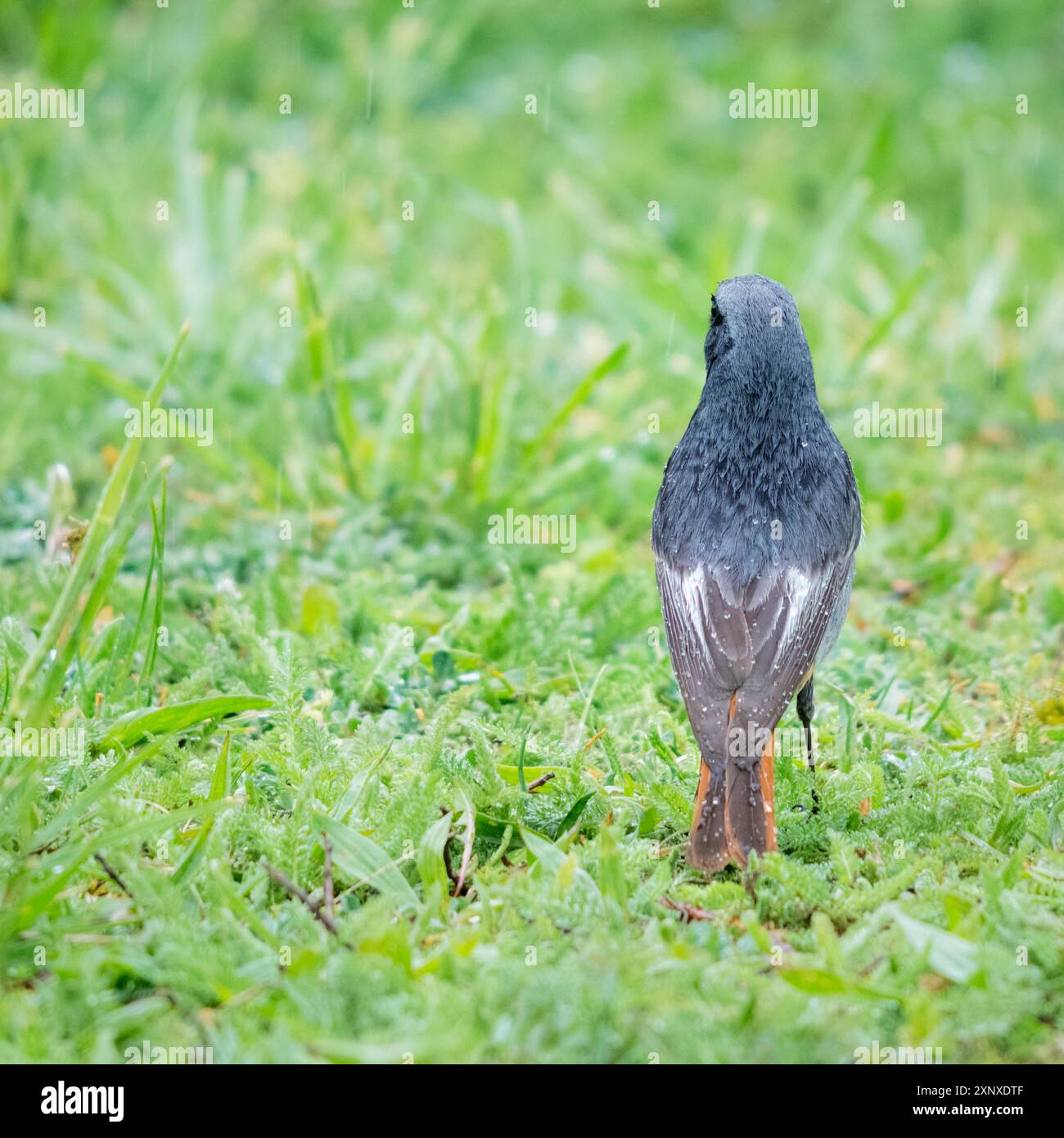 Redstart im Garten mit Regentropfen auf der Rückseite Stockfoto