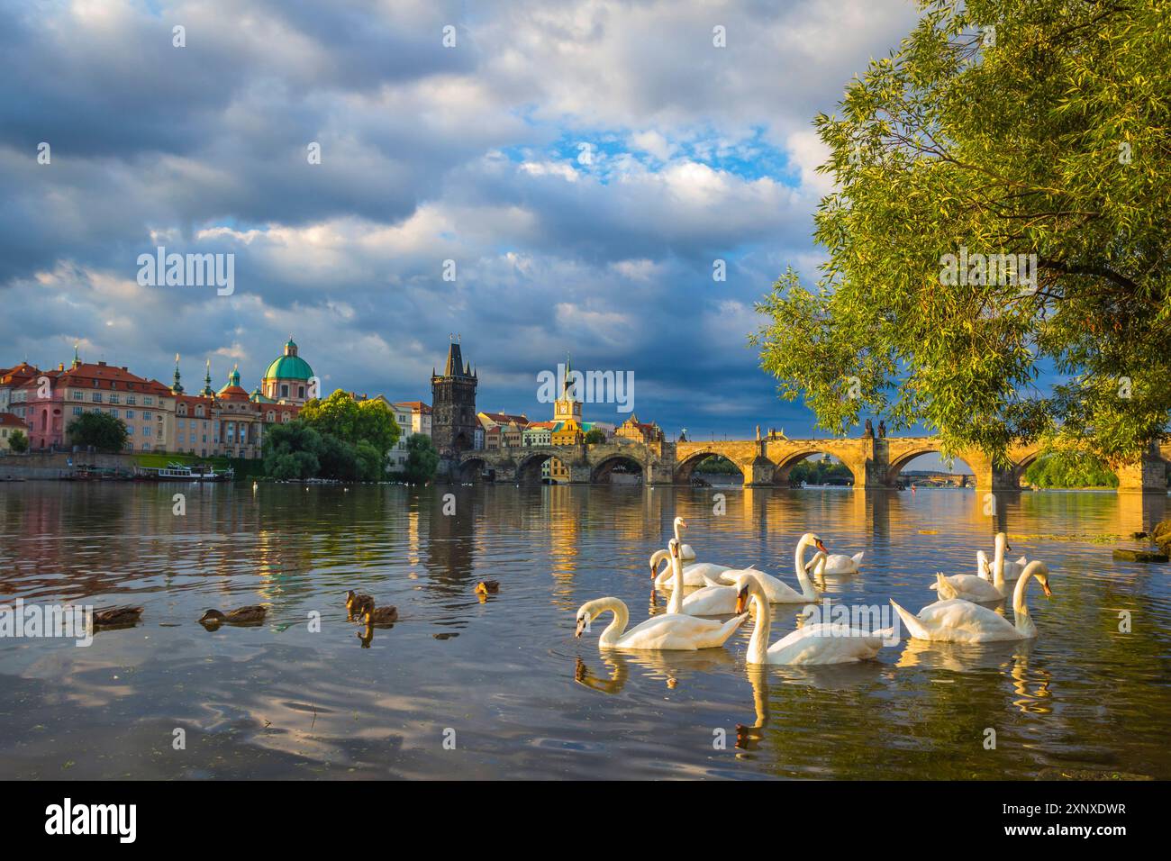 Schwäne in der Moldau mit Karlsbrücke, OID-Stadtbrückenturm und Kuppel der Kirche St. Franziskus von Assisi bei Sonnenaufgang, UNESCO-Weltkulturerbe, Prag Stockfoto