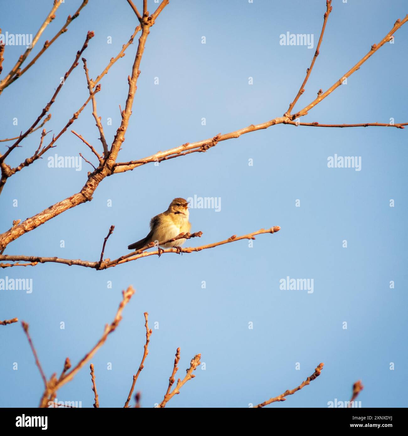 Kleiner Vogel auf einem Ast Stockfoto