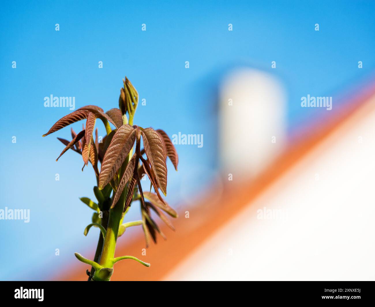 Neuer Zweig auf einer Nussbaum Stockfoto