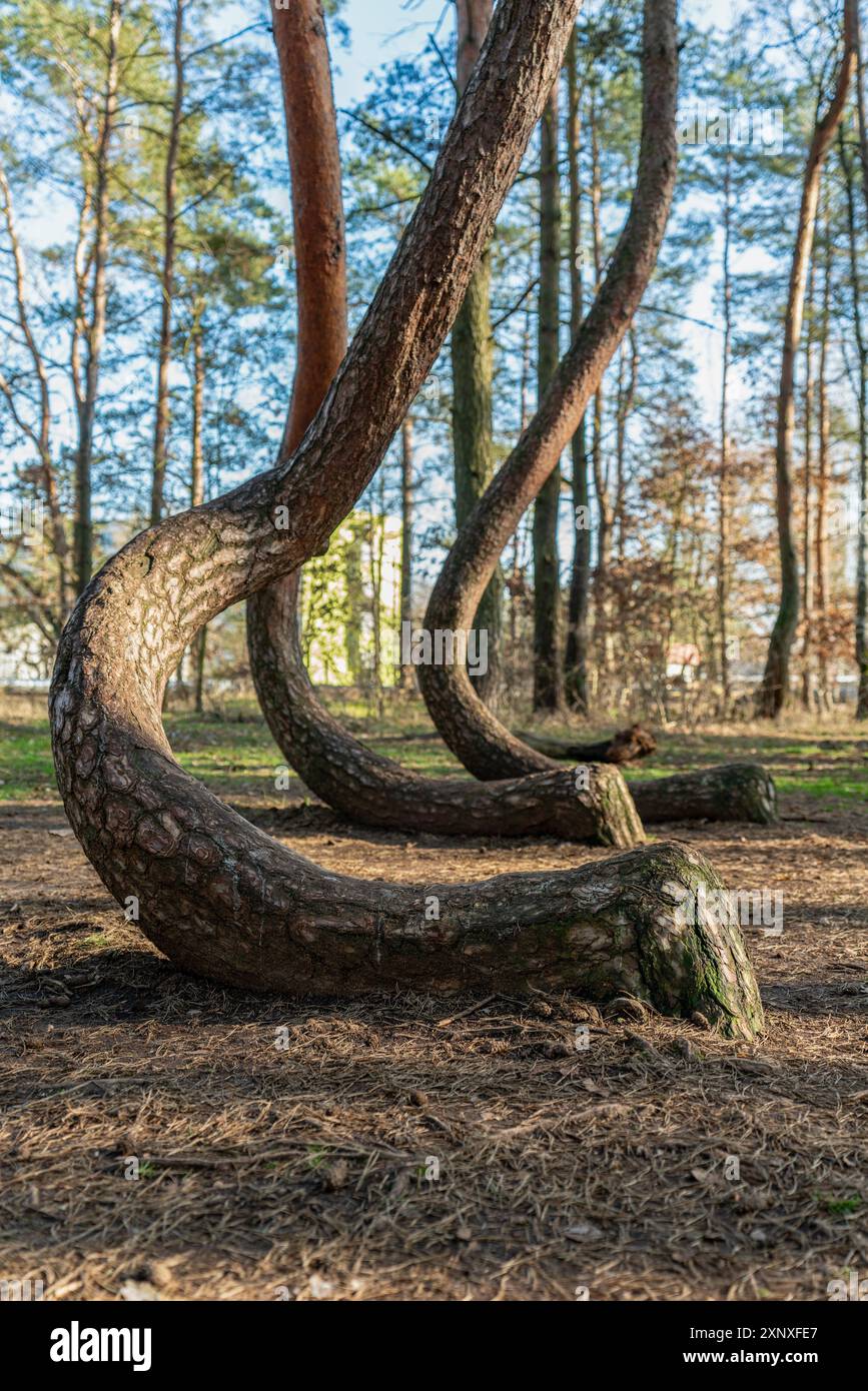 Krumme Baumstämme am schiefen Wald Krzywy Las bei Gryfino in Polen Stockfoto