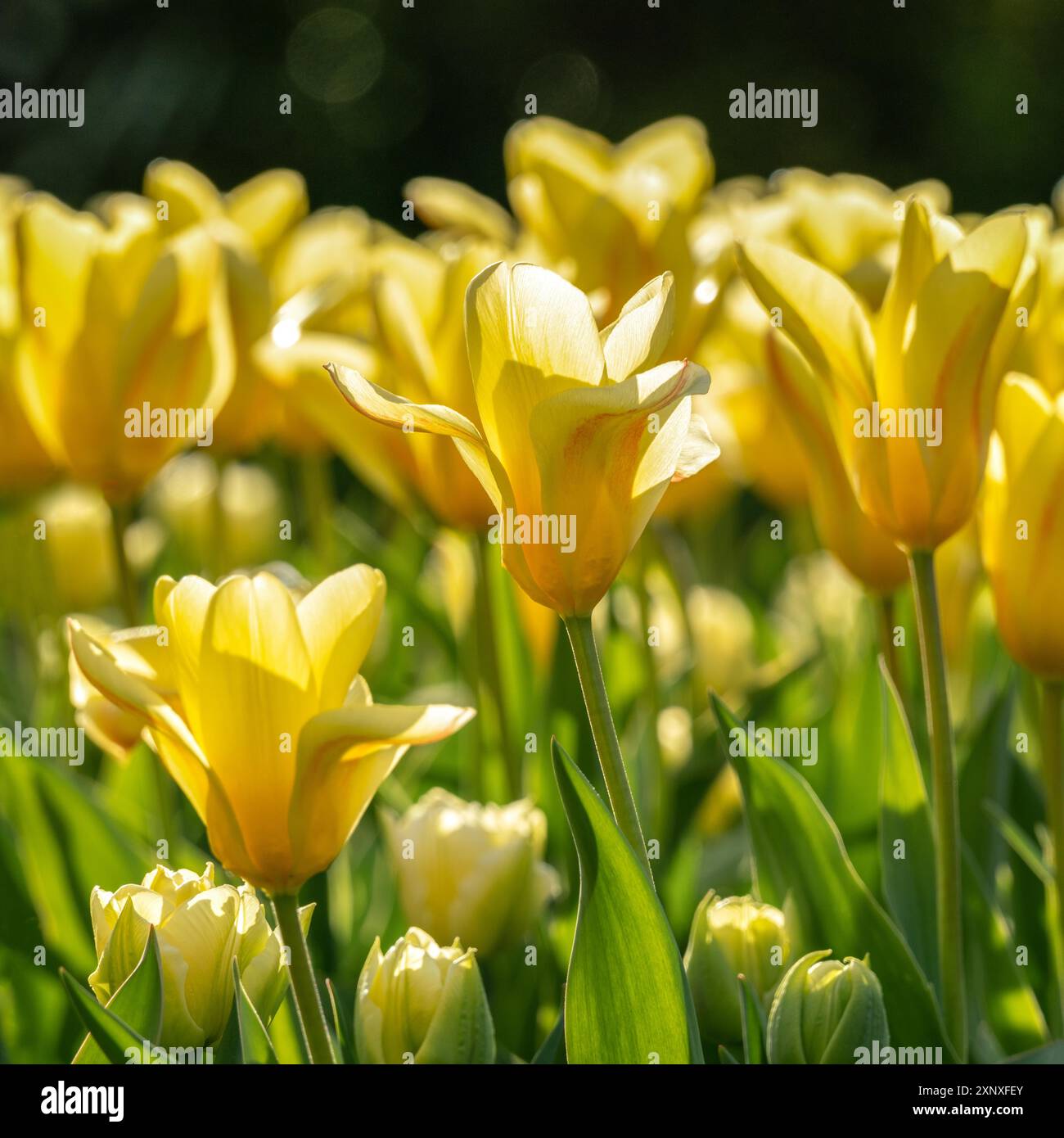 Schöne gelbe Tulpen in hellem Sonnenlicht an einem hellen Frühlingstag Stockfoto