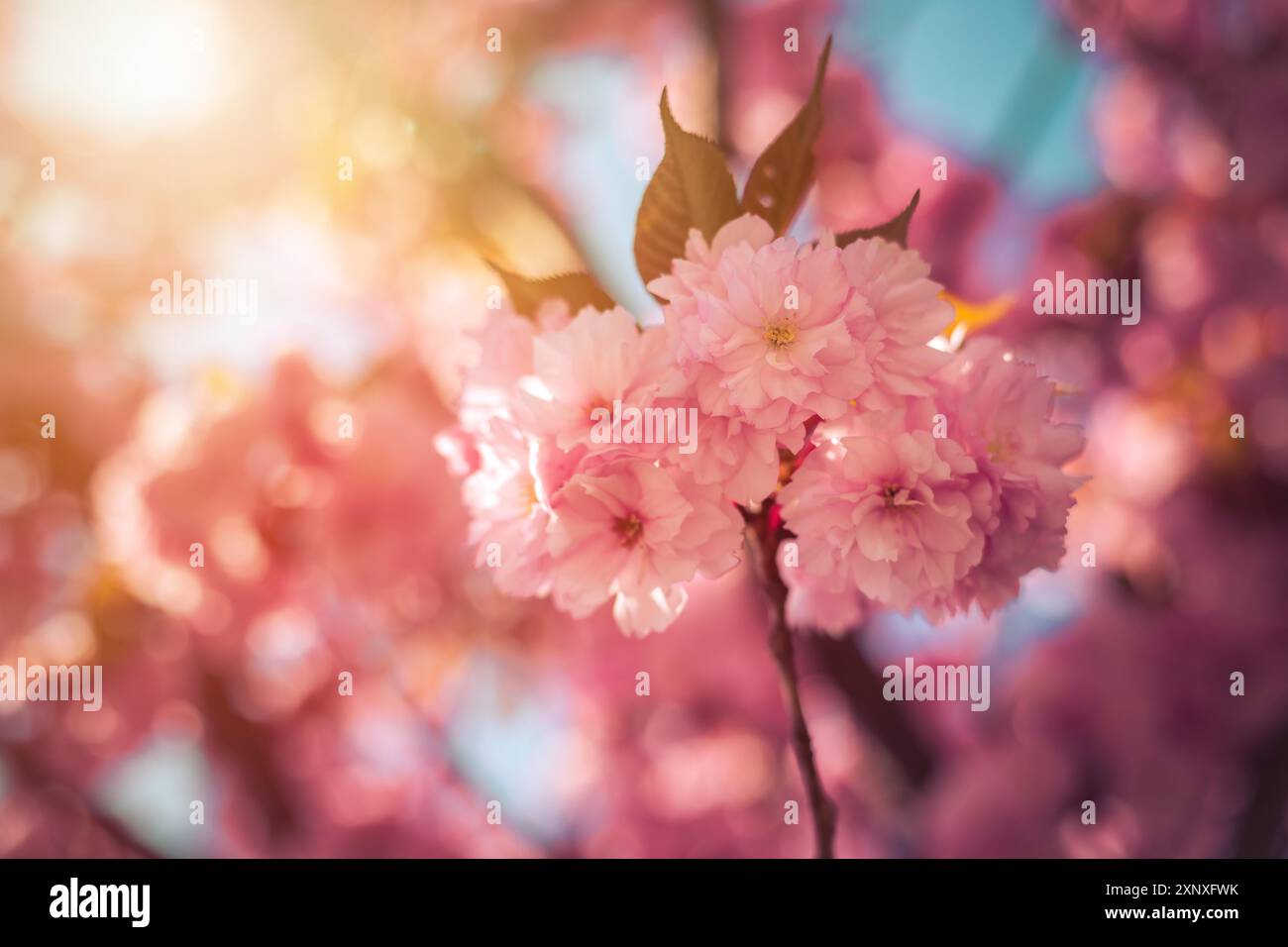 Nahaufnahme von rosa blühenden Kirschblüten, Kopierraum Stockfoto