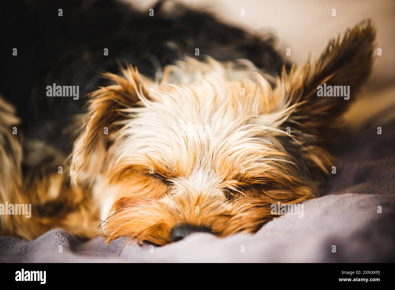 Yorkshire Terrier ruht auf einer Couch draußen im Hinterhof. Porträt bei natürlichem Licht Stockfoto