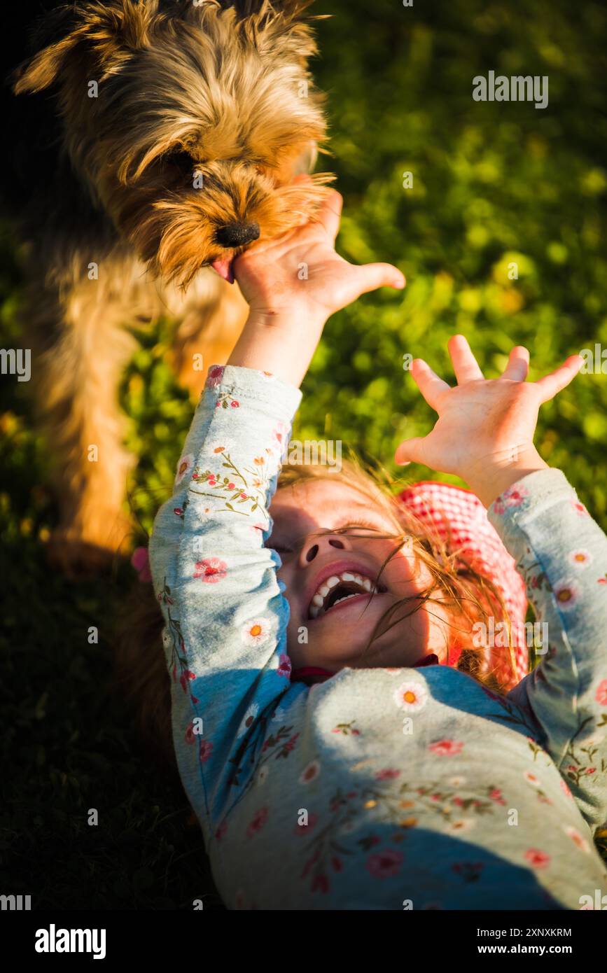 Porträt eines schönen kleinen 2-jährigen Mädchens, das auf Gras liegt und mit york Terrier lacht und versucht, ihr Gesicht zu lecken. Haustiere mit Kinderkonzept Stockfoto